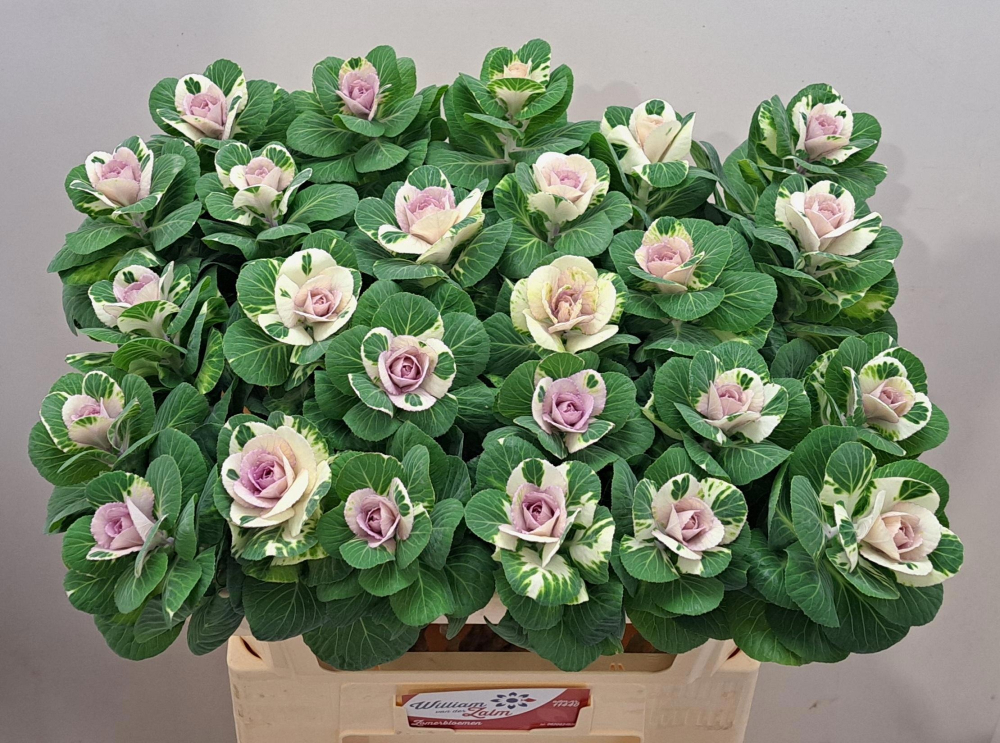 Брассика Вайт Крэйн 65, шт.