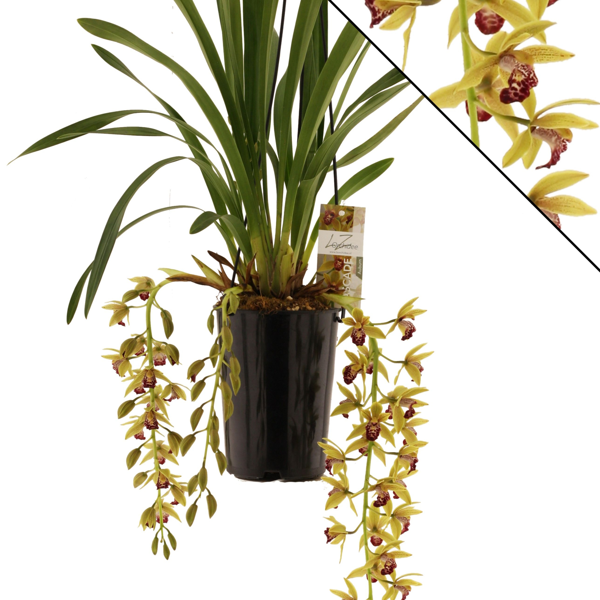 Auburn 3-4 tak, D 14