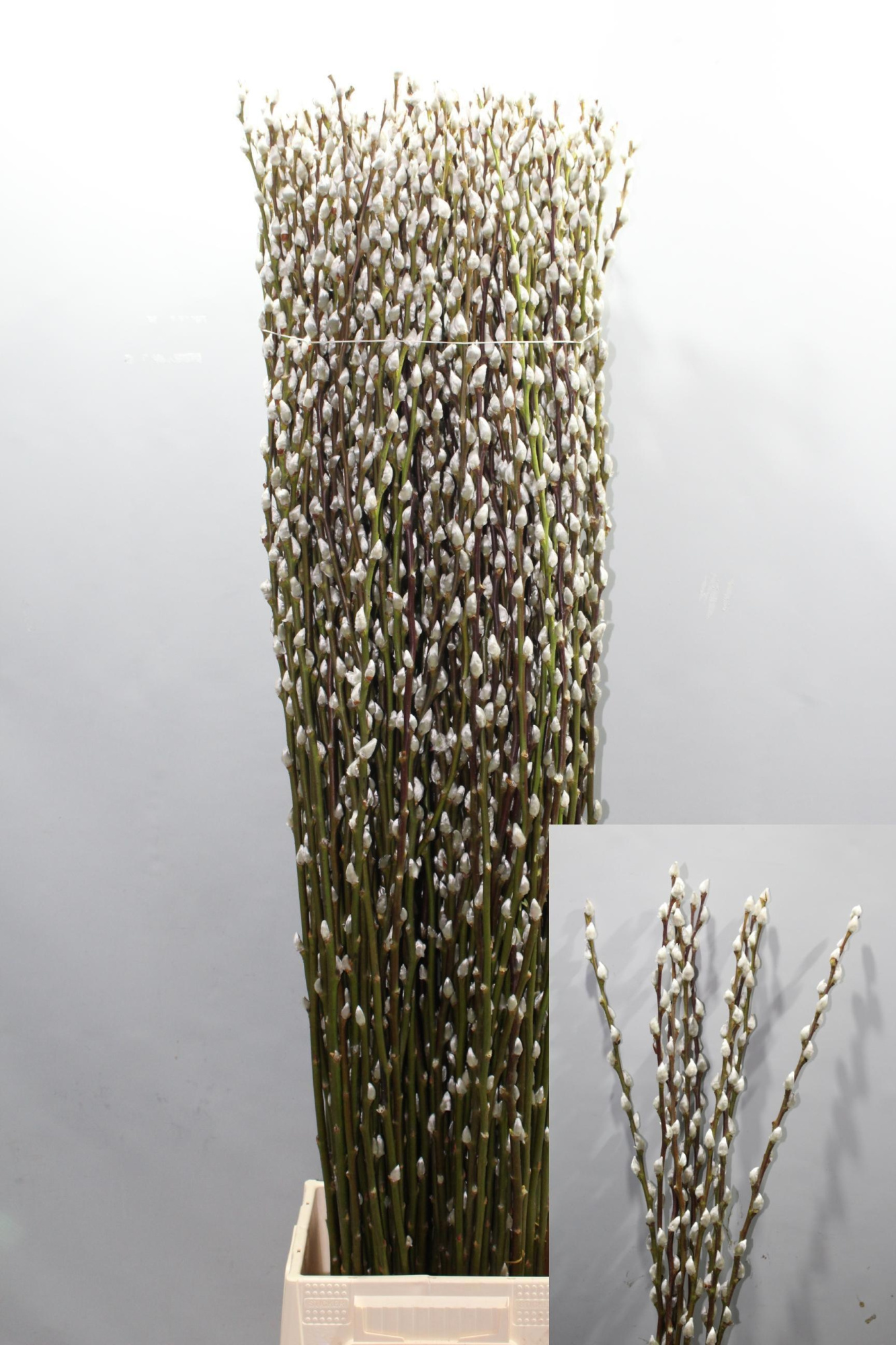 Саликс Сноу Флейк 120, шт.