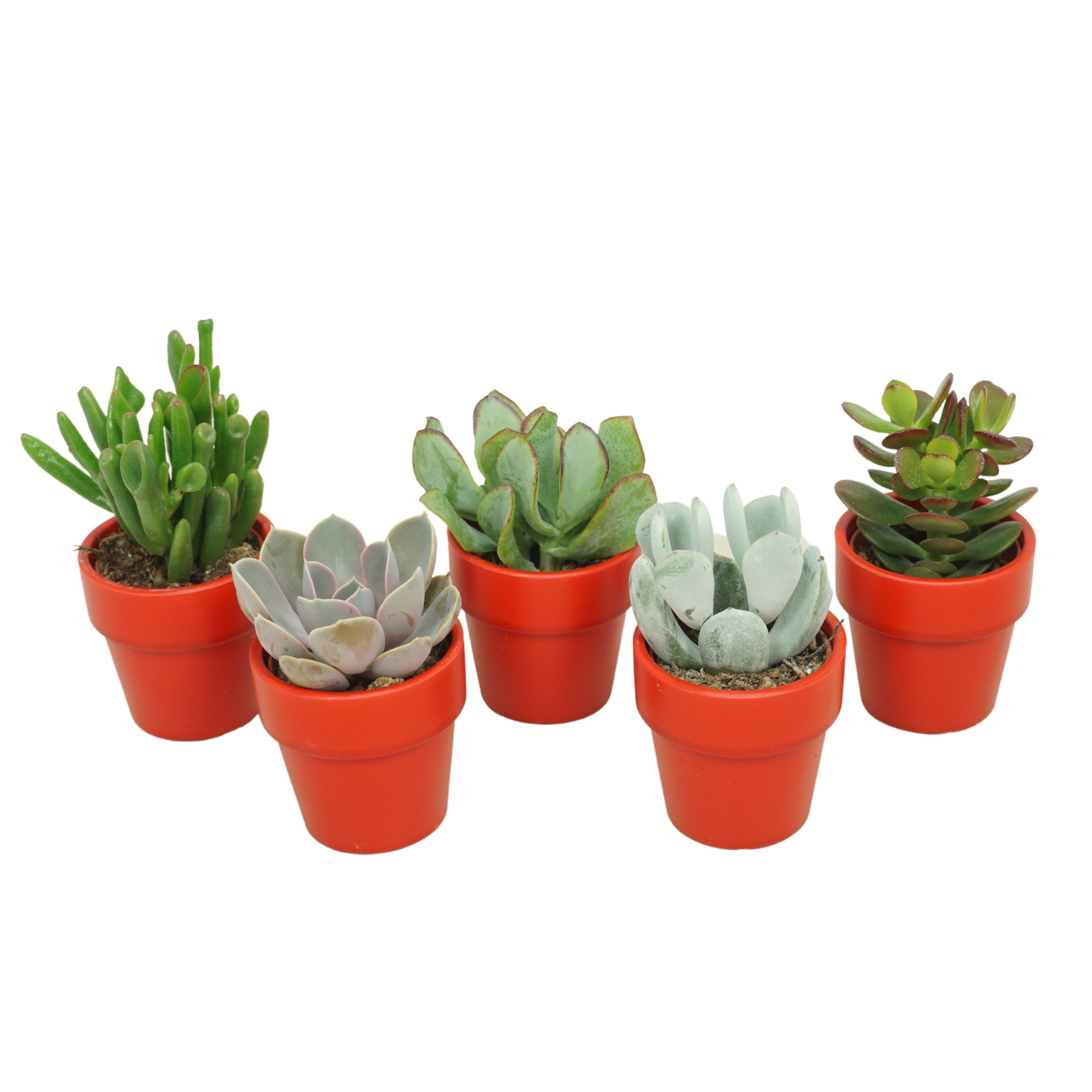 Succulenten mix 5,5 cm in TC kraag pot rood, D 5,5 cm
