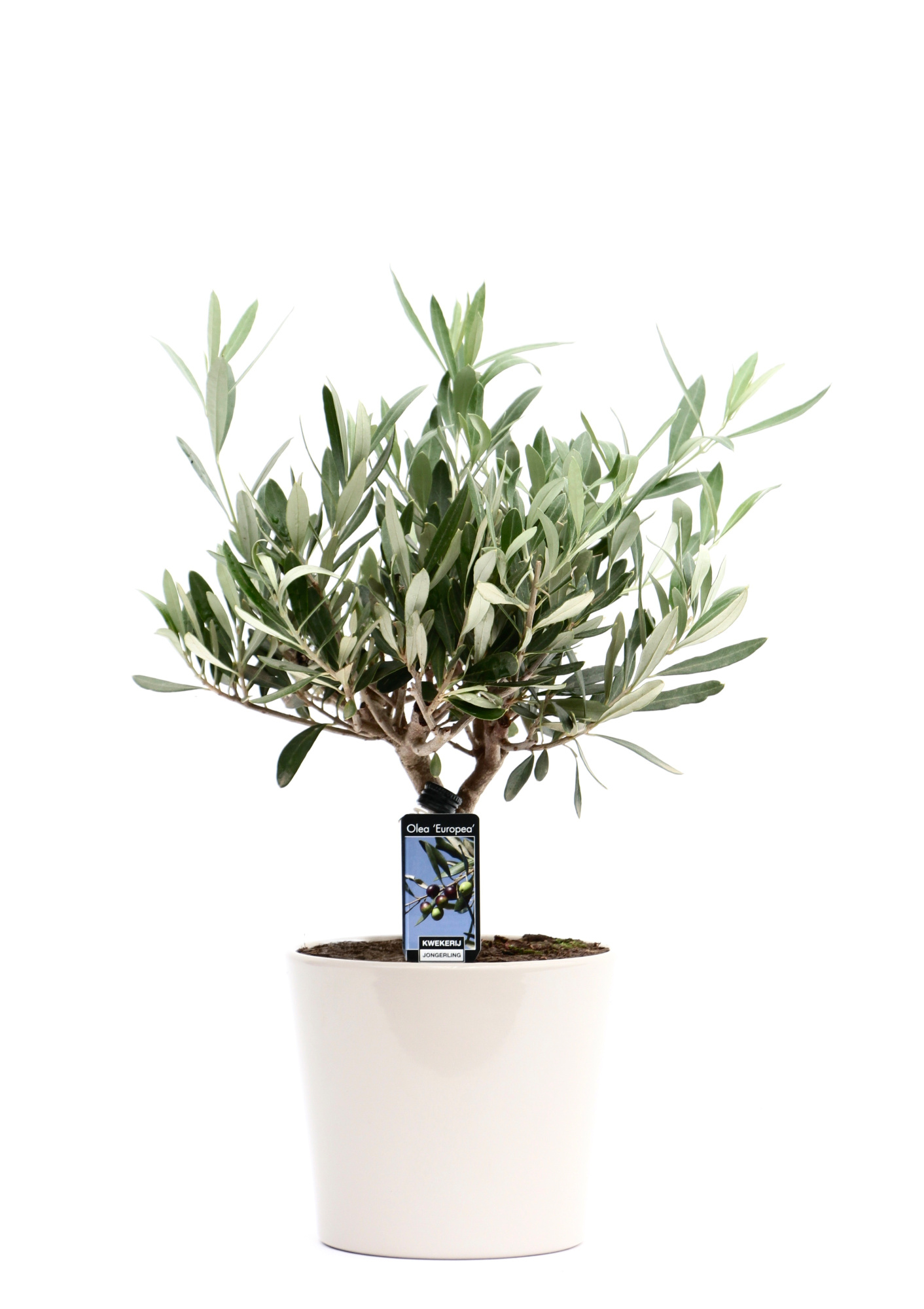 Olea Olijf in Keramiek Roma grijs, D 16 cm