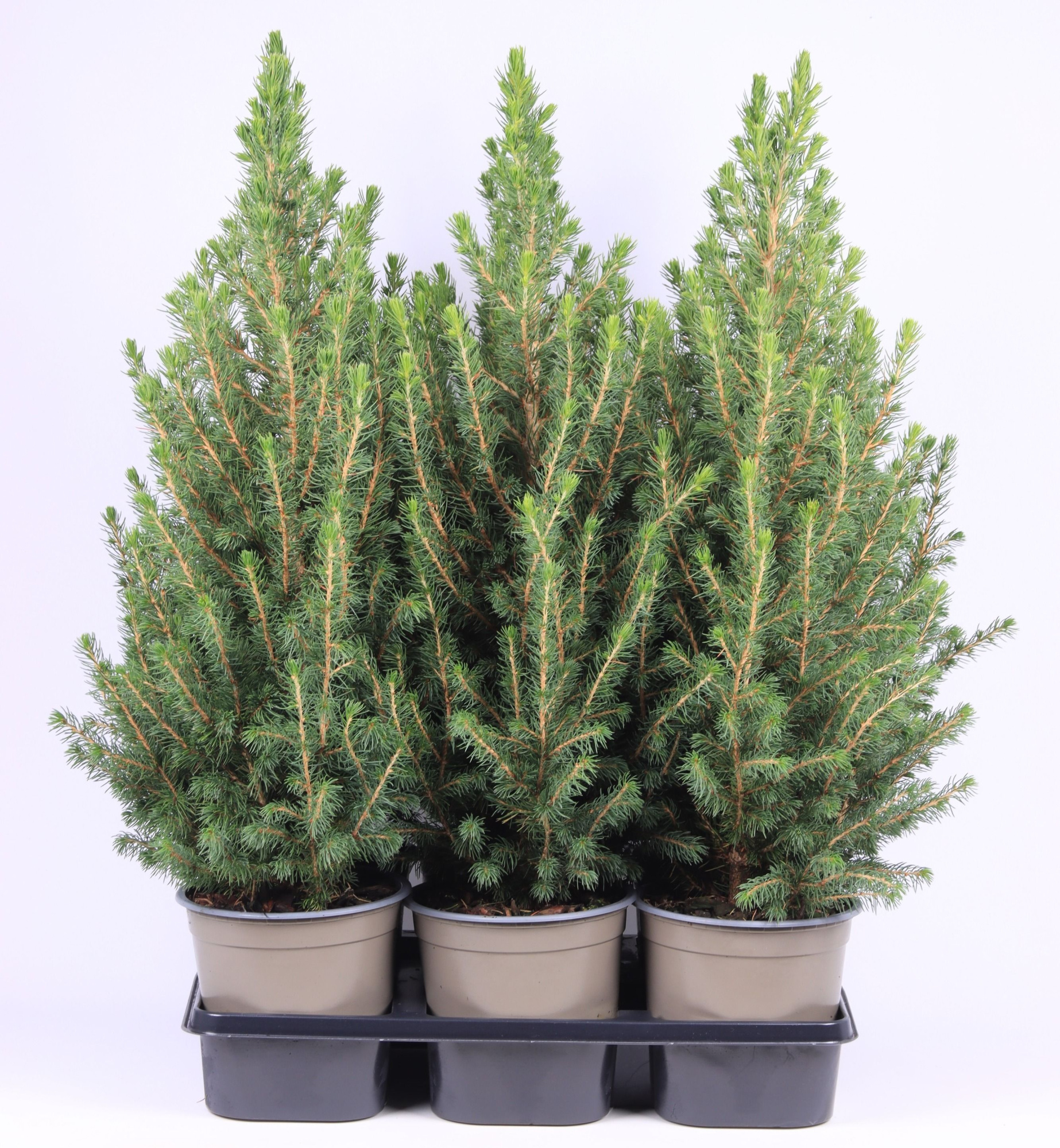 Picea glauca 'Conica', D 15 cm