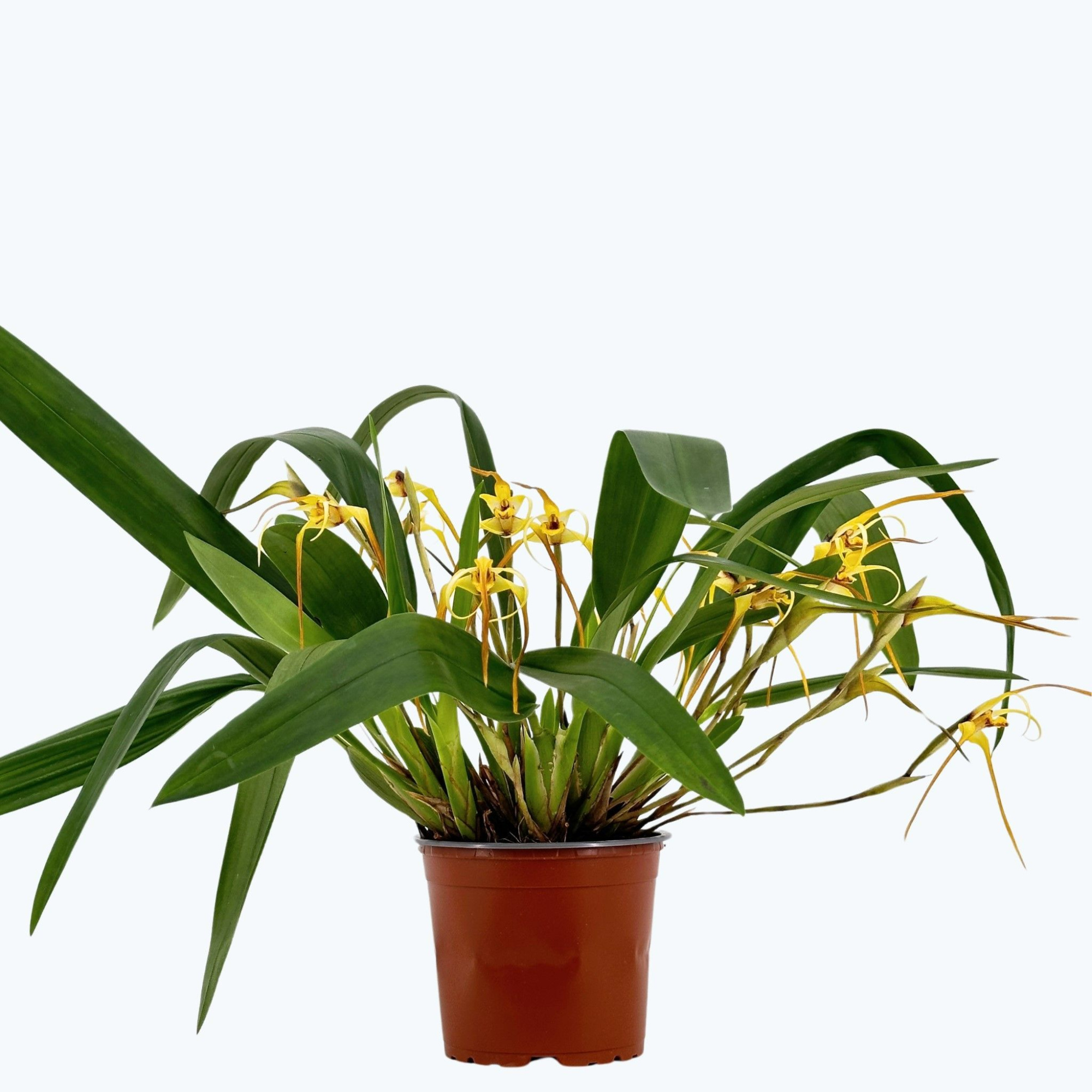 Maxillaria bradei 5+ Blüten 12 cm Topf, D 12 cm