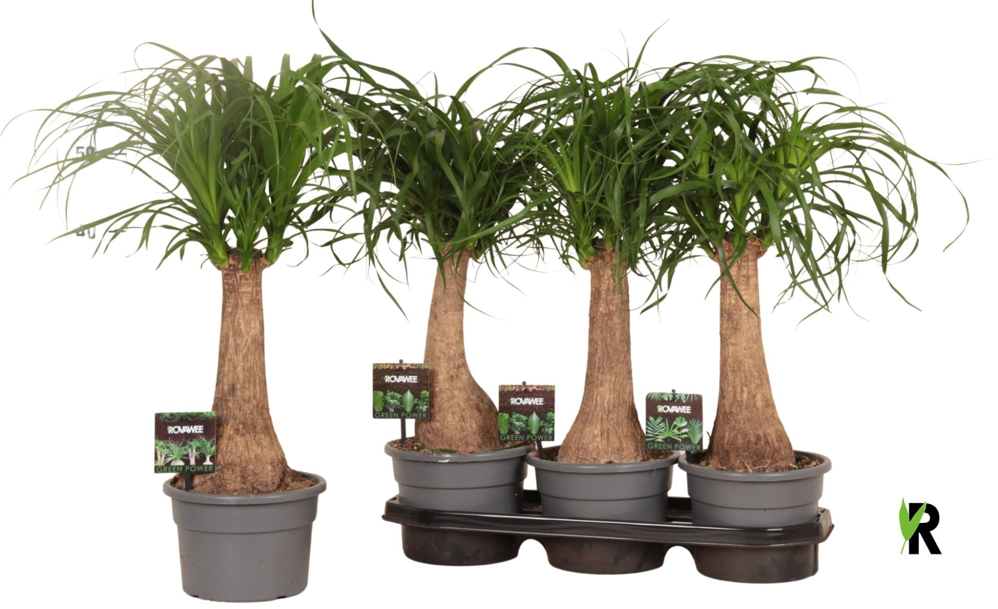 Beaucarnea rec. rechte stam in fust 7319, D 19 cm