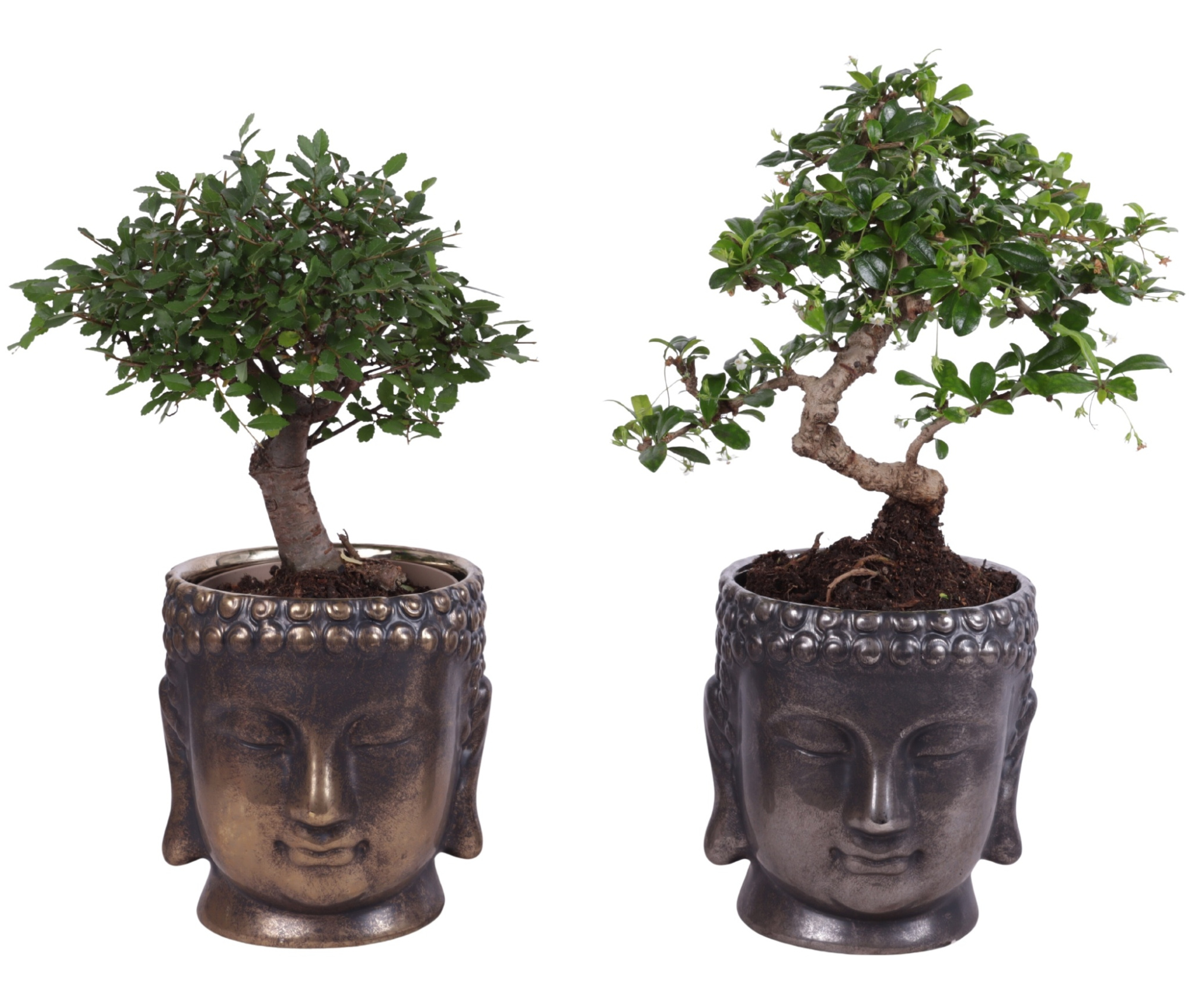 Bonsai Indoor Mix Ø12cm Mix B/S Shape in Ceramic Buddha Ø15cm, D 15
