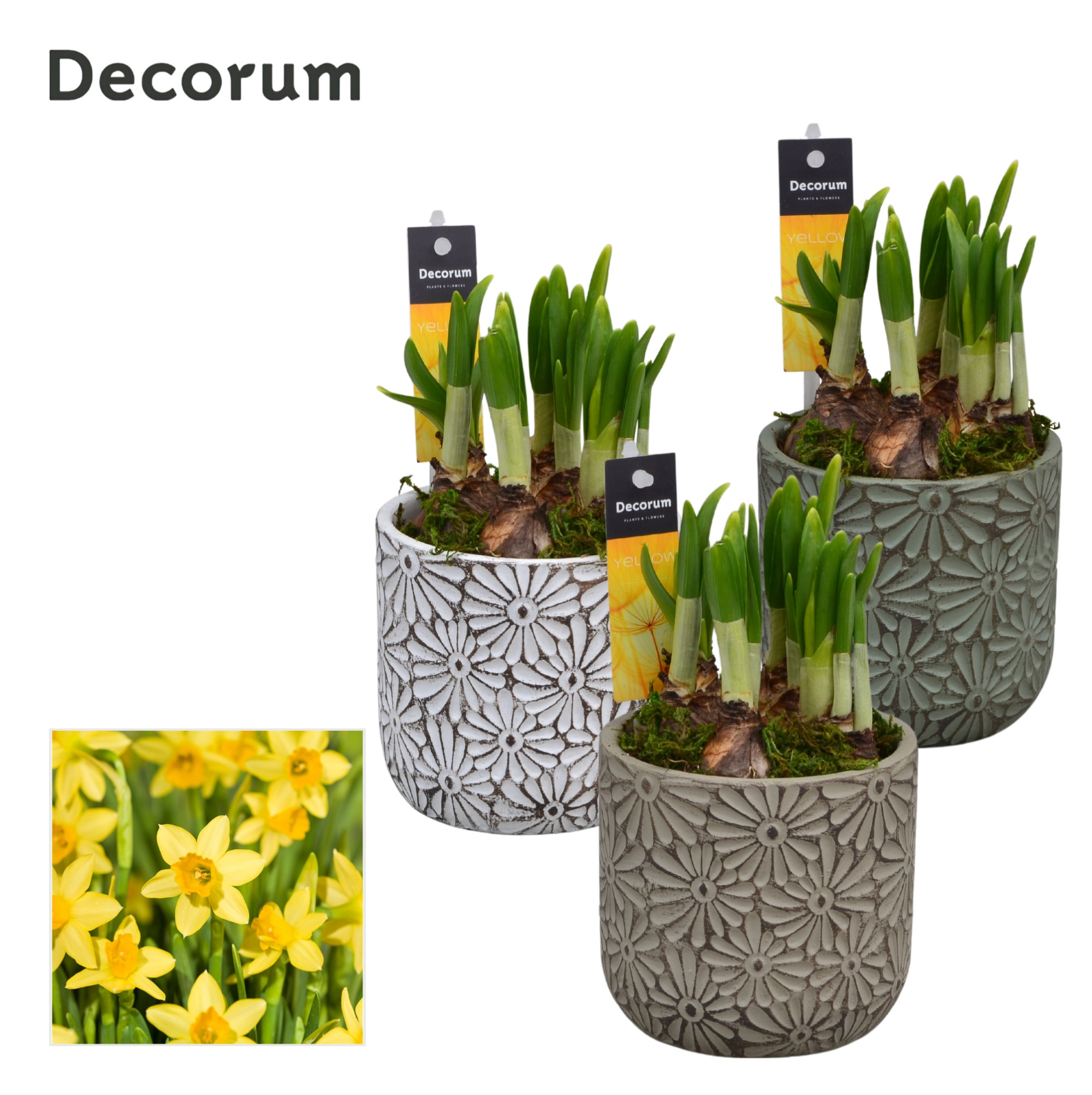 Narcis Daisy HL11393N, D 11