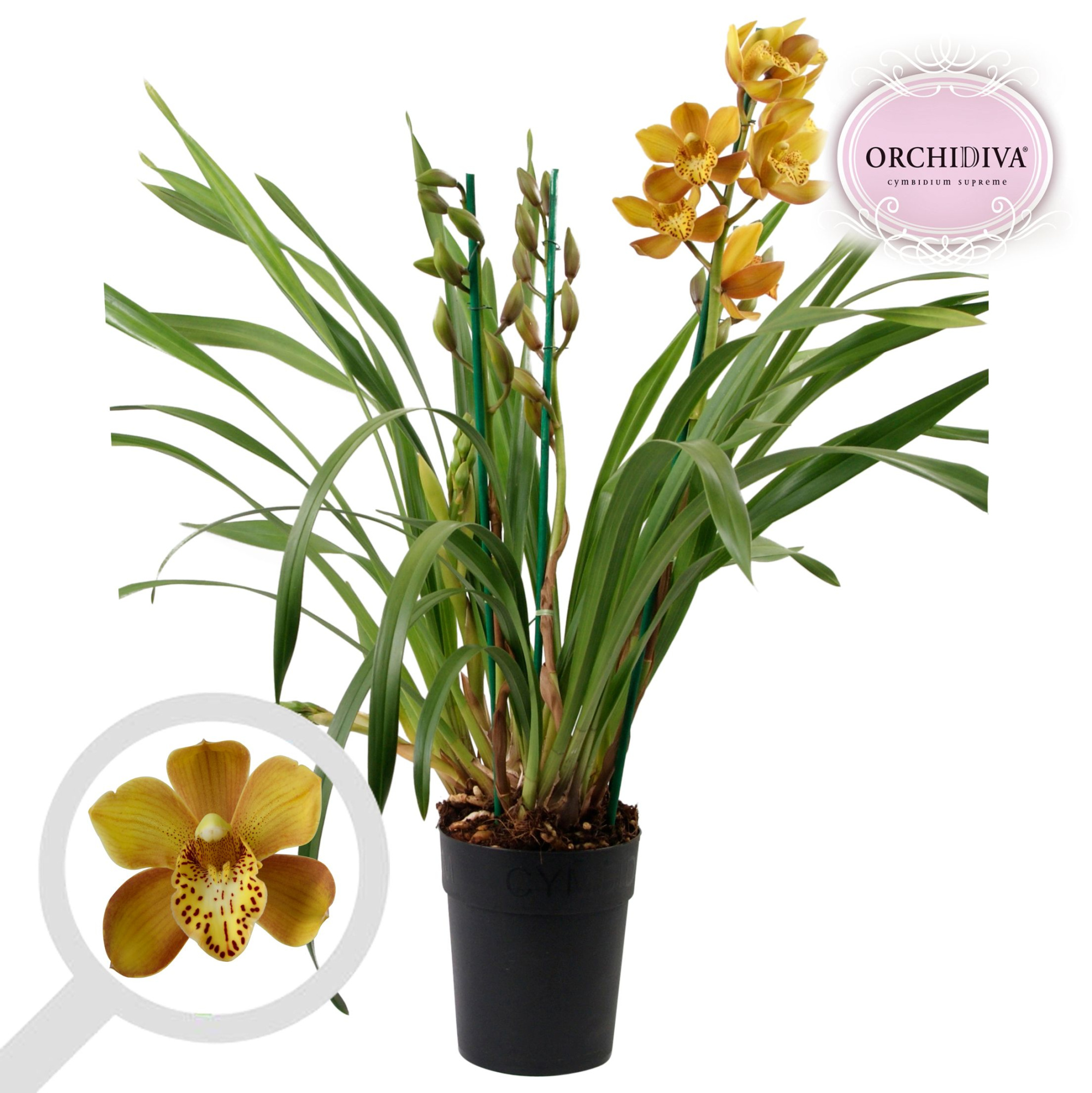 Cymbidium Ranson Flor 3-4 tak, D 14 cm