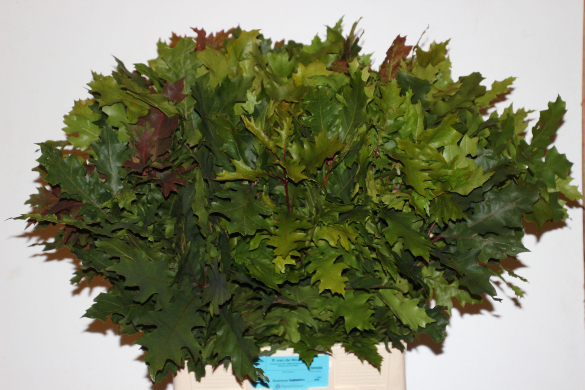 Кверкус Овериг 80, шт.