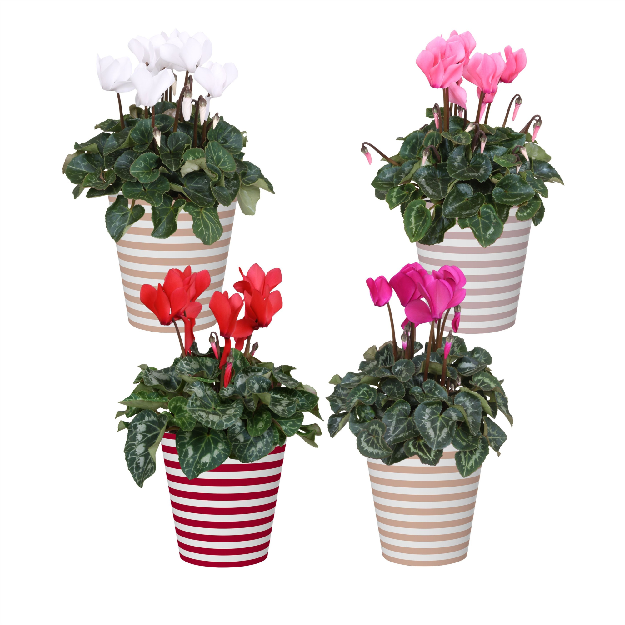 Collectie 'Soft Illusion' - Cyclamen in Smartcup Vibe, D 13 cm