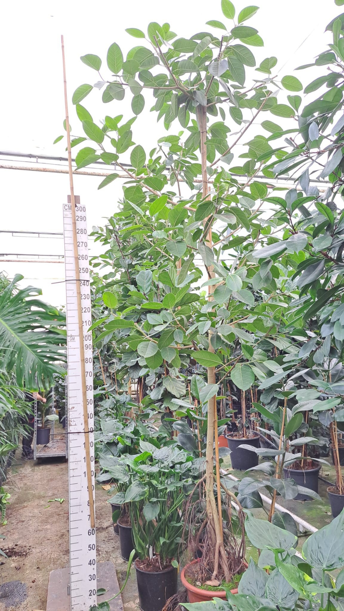 Ficus Altissima stam 3 420, D 50