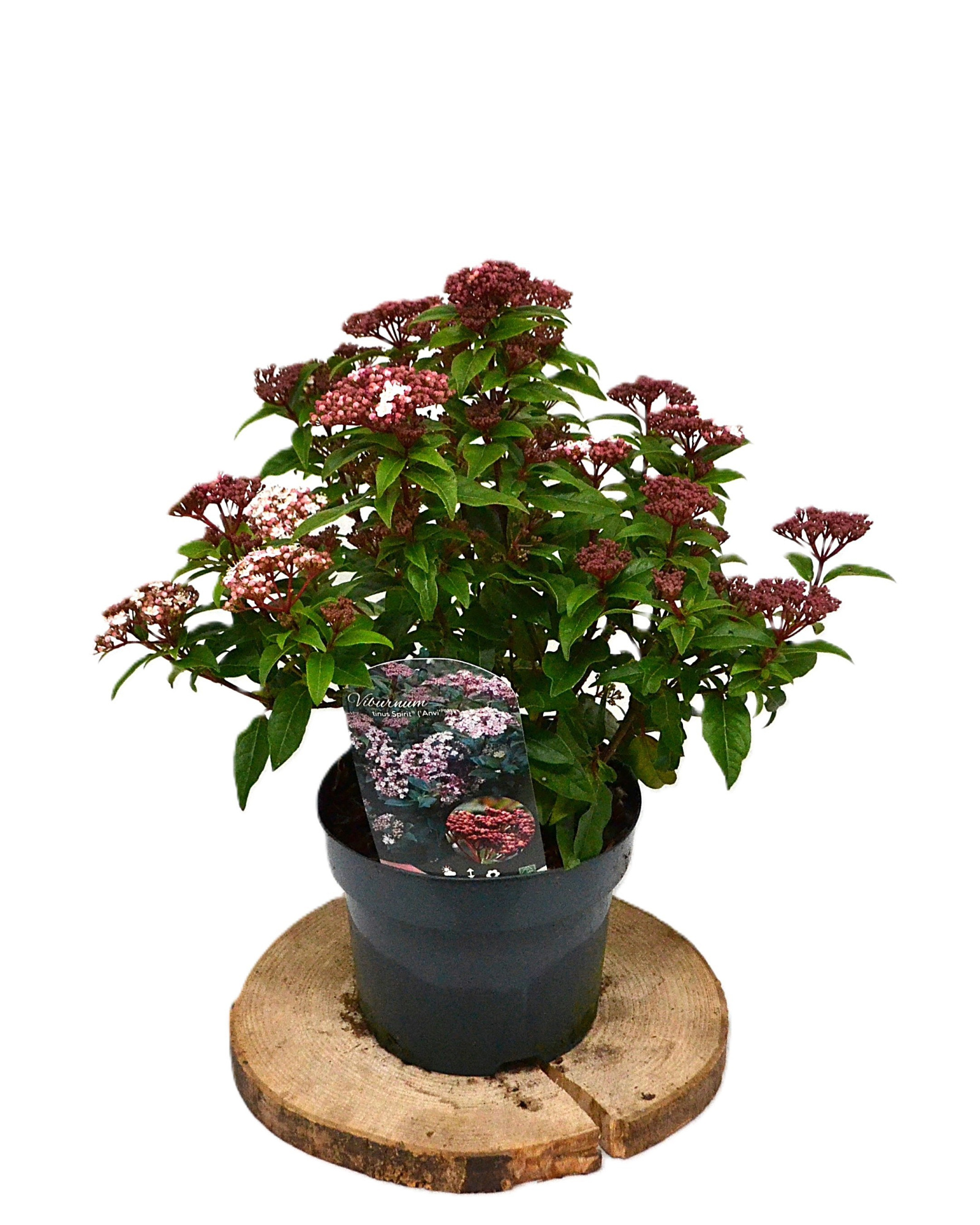 Viburnum tinus Spirit C3, D 19