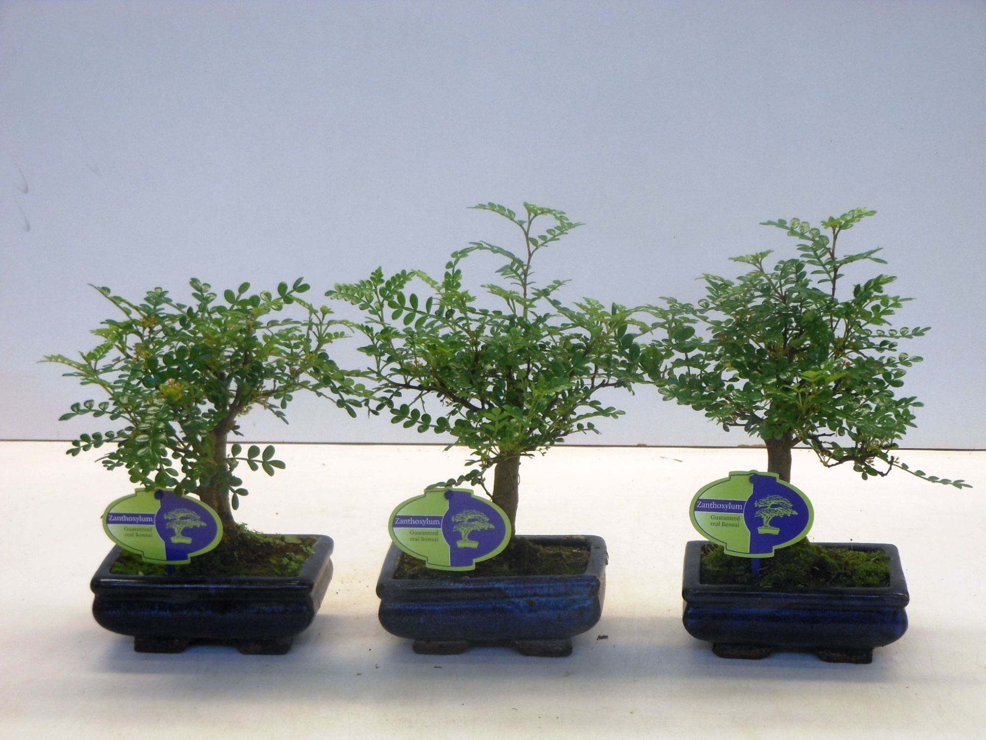 Zanthoxylum piperitum, 15cm., broom, without dip tray, D 15