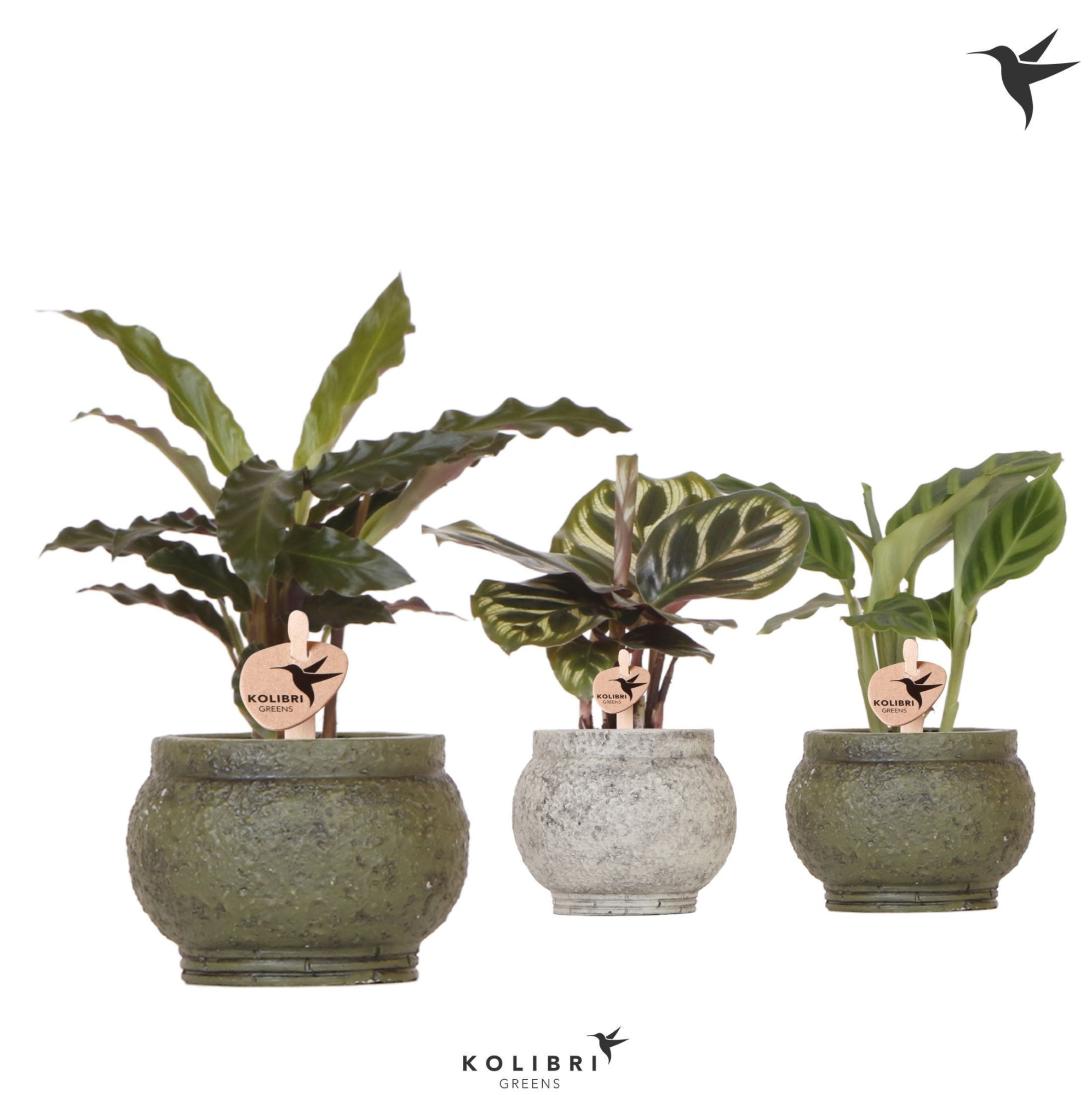 Kolibri Greens Calathea mix in Ancient pot green mix, D 6 cm