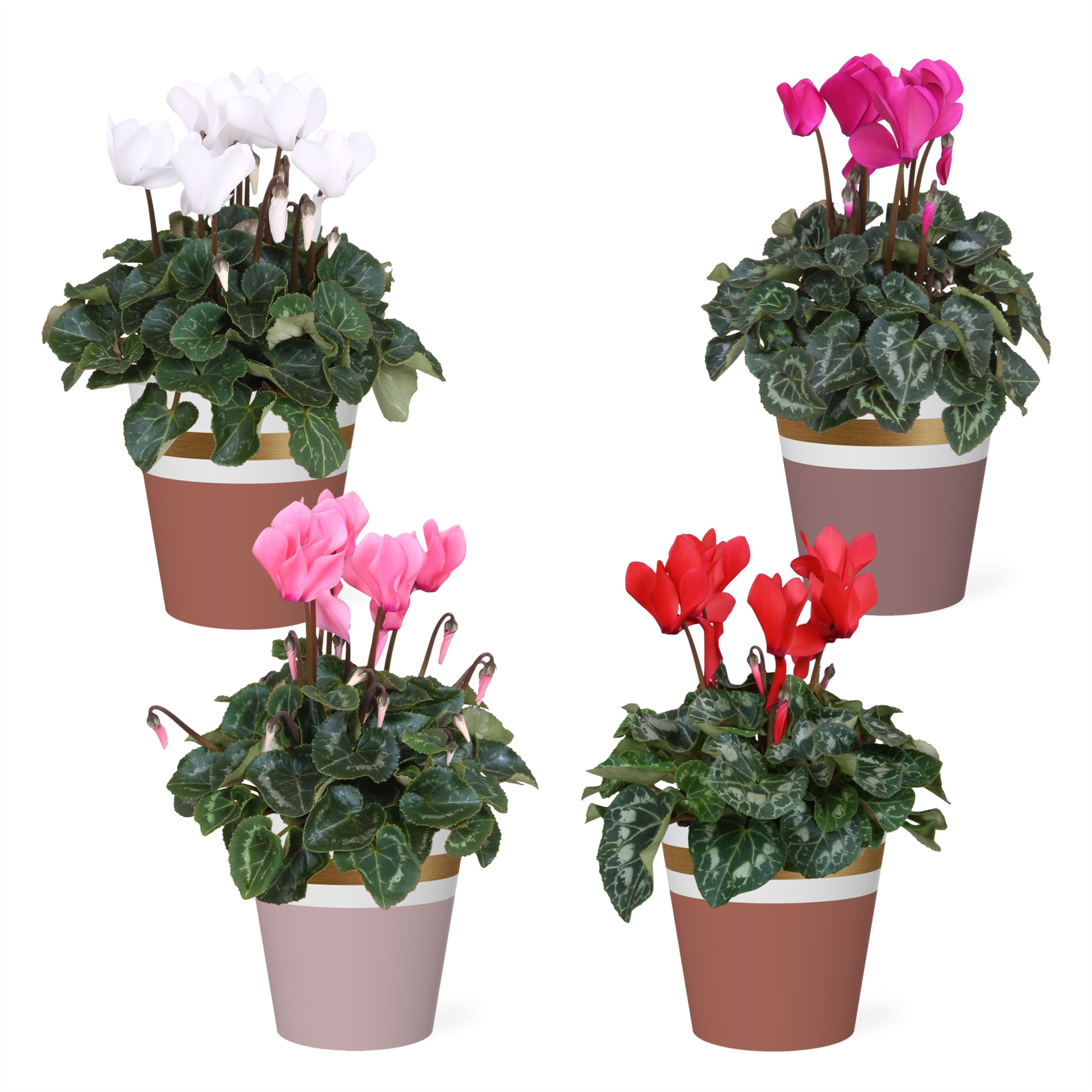 Collectie 'Moments' - Cyclamen in Smartcup Joy, D 12 cm