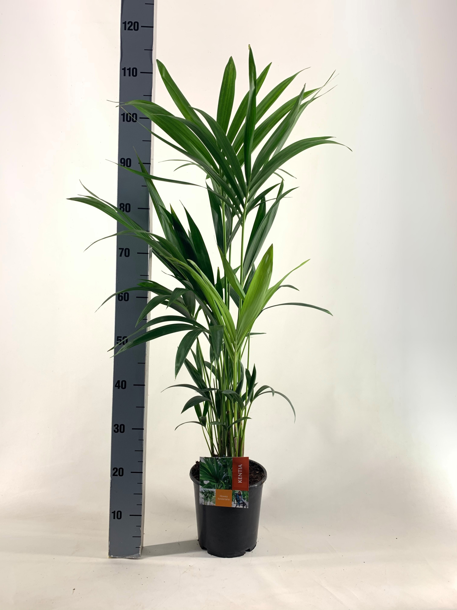 KENTIA - P19 H110 - 5PP - EcoLine (Howea forsteriana, D 19