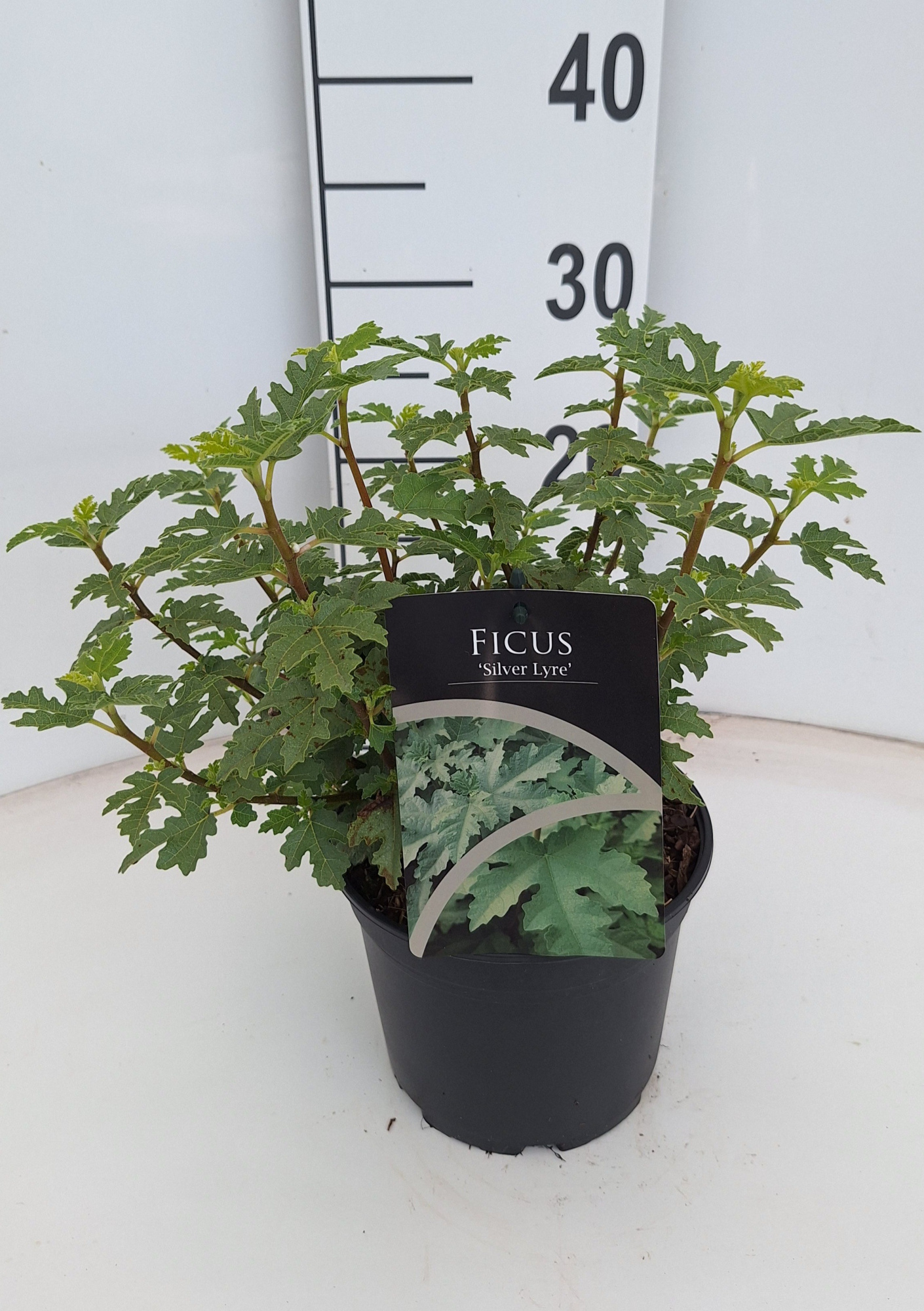 Ficus 'Silver Lyre', D 17 cm