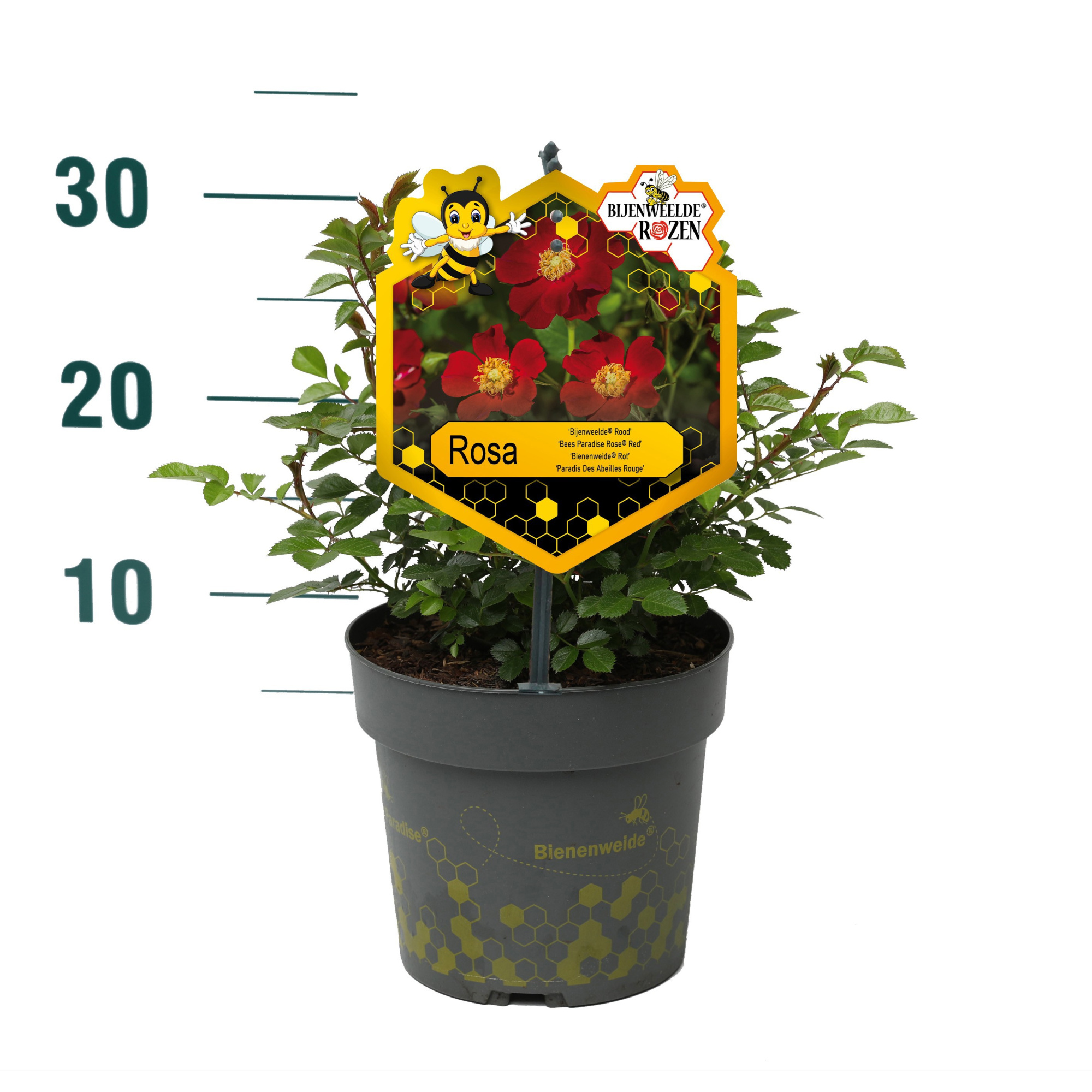 Rosa 'Red' - Struik - P17 - Bijenweelde, D 17 cm