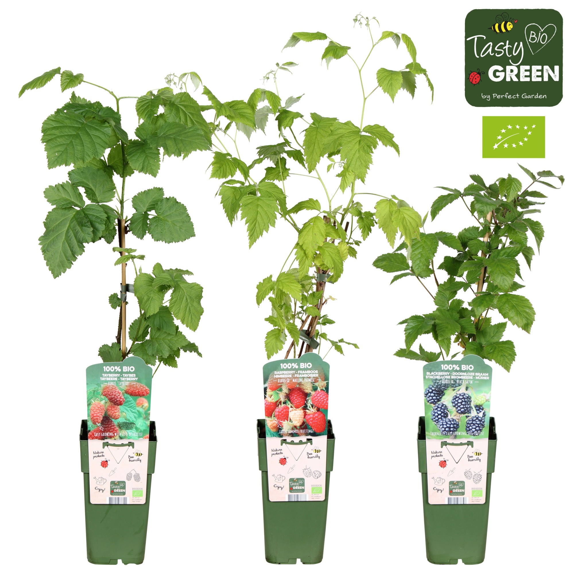 Rubus mix laag bio P15, D 15 cm