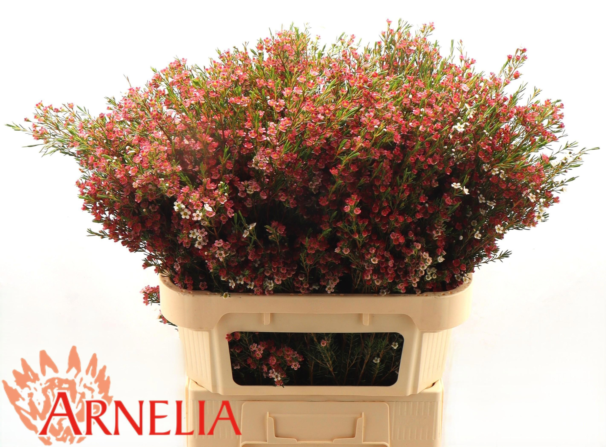 Шамелациум Май Свит Сикстин 80, шт.