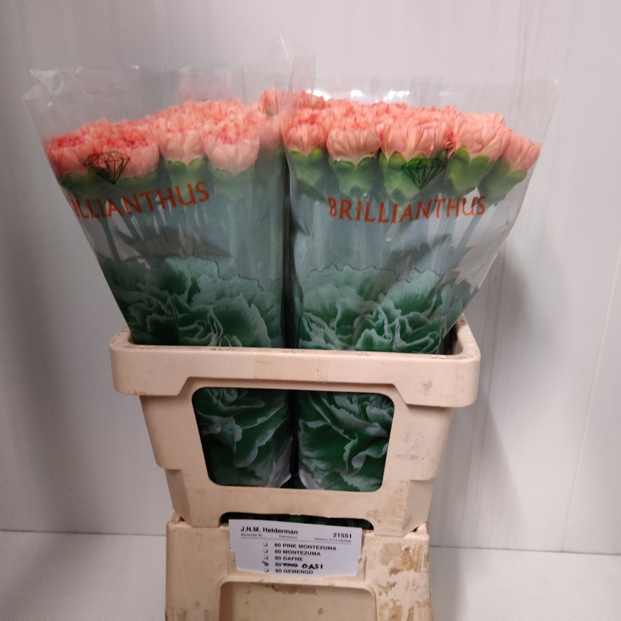 Диантус од. Гоби, шт.