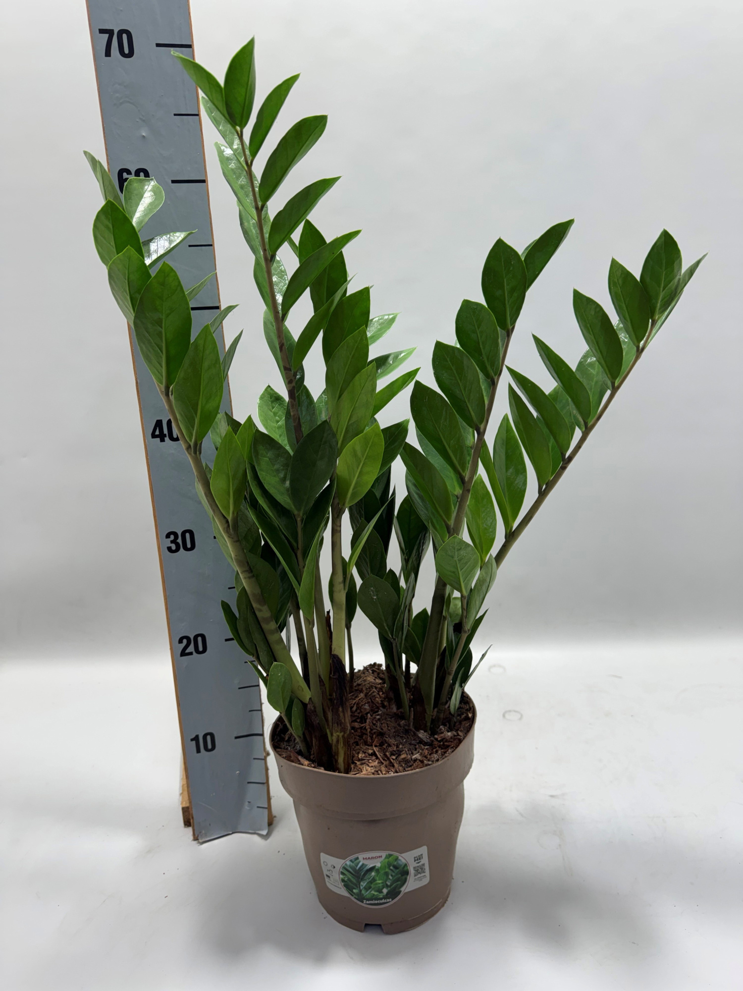 Zamioculcas P17 65cm 6+ veren, D 17