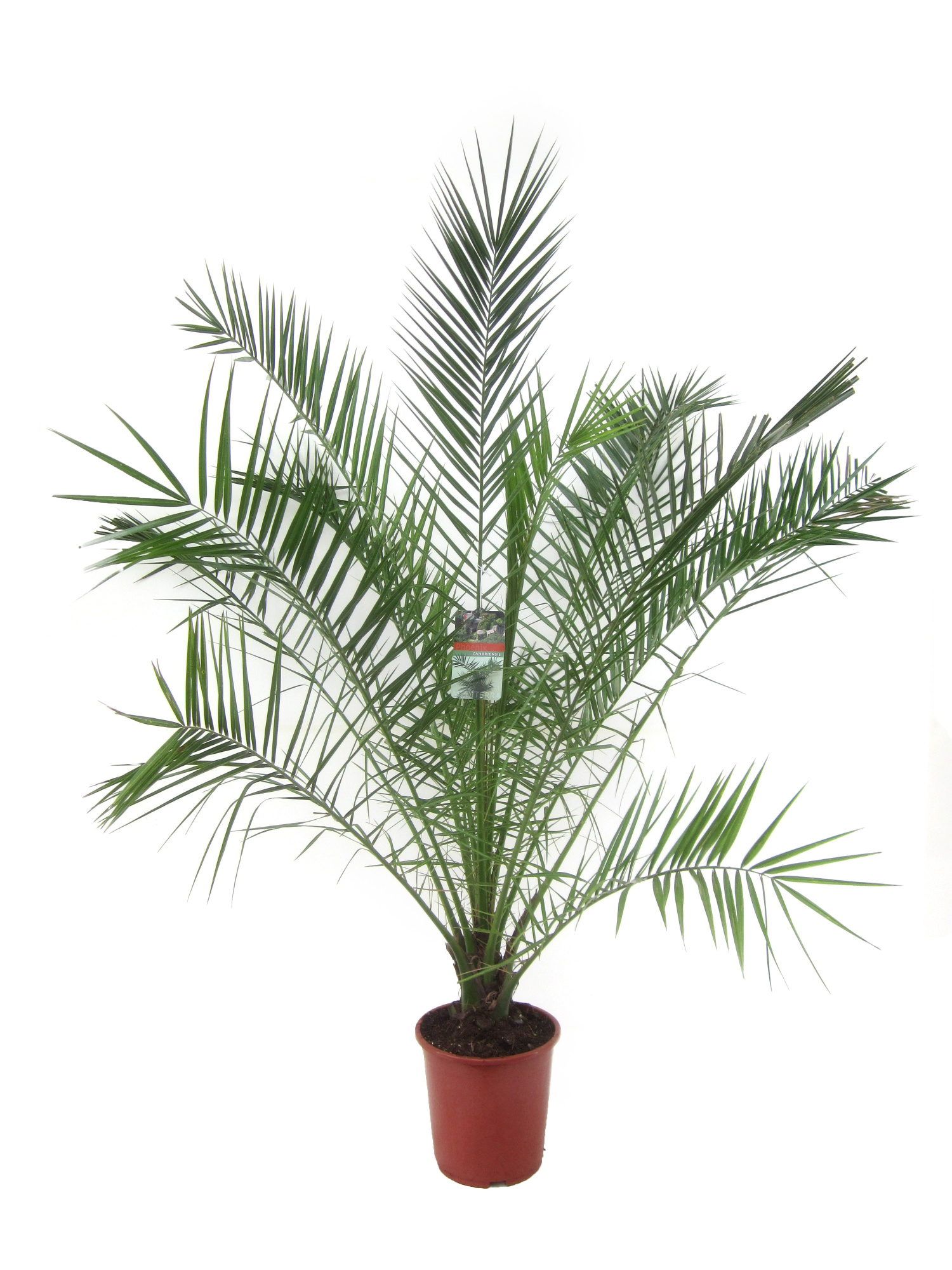 Phoenix canariensis, D 27 cm