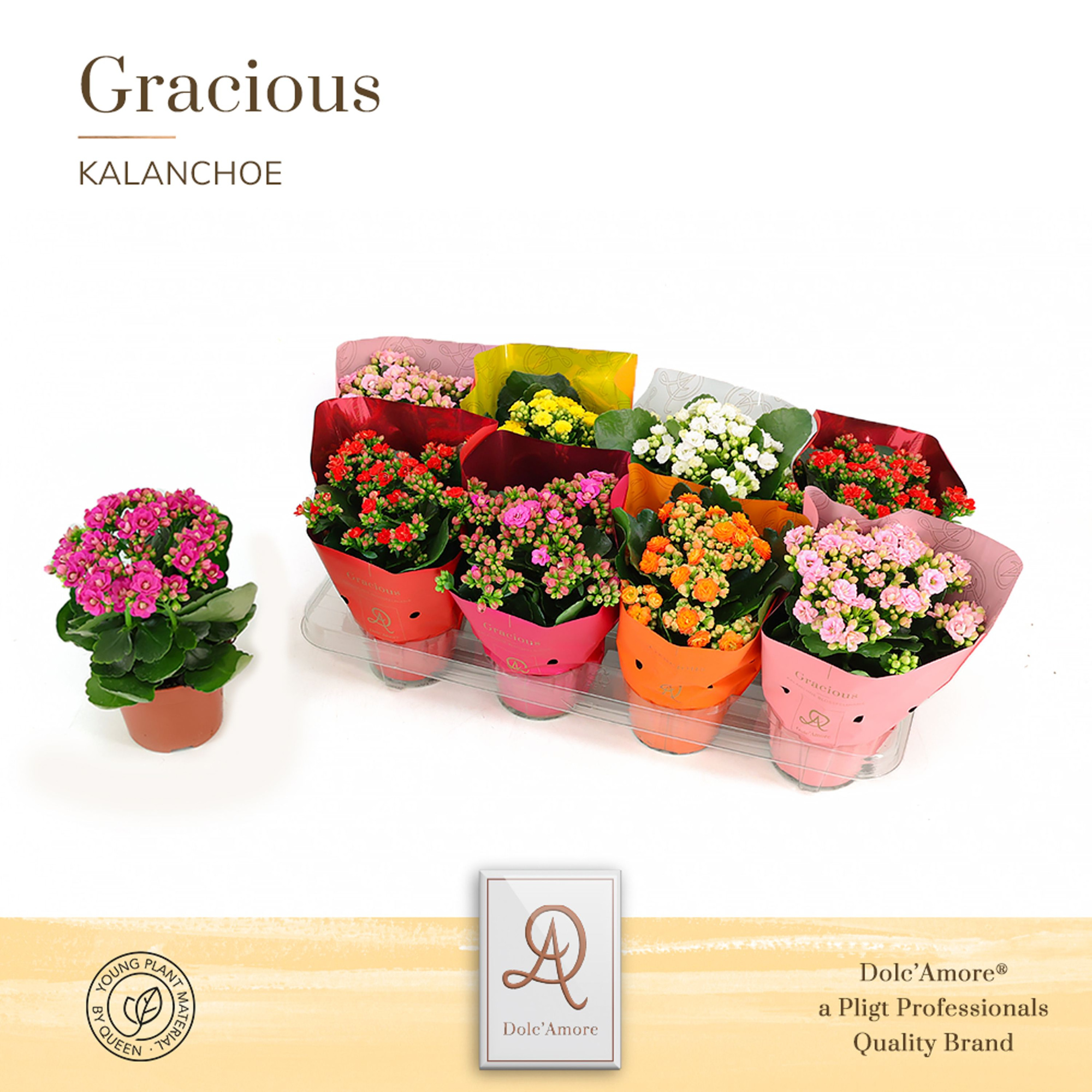 Kalanchoe Mix P12 Dolc'Amore®, D 12