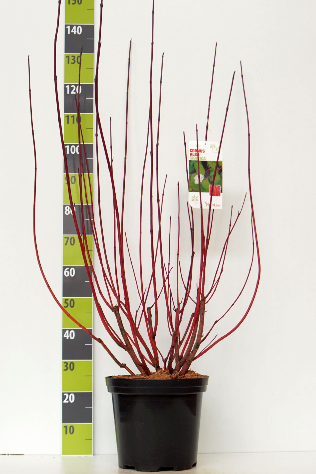 Cornus alba 'Sibirica' C 12, D 30