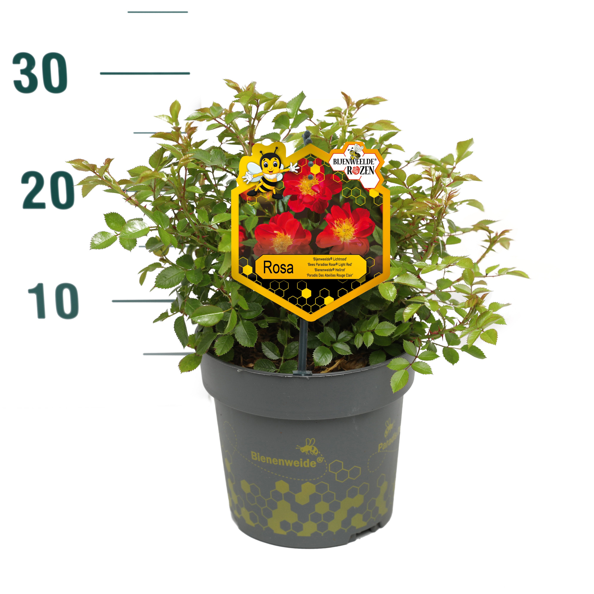 Rosa 'Light Red' - Struik - P17 - Bijenweelde, D 17 cm