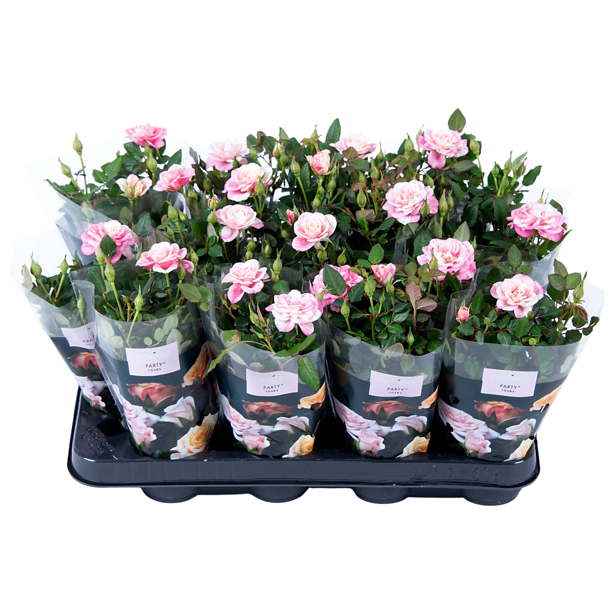 Nolina Roses Ø 7 cm. Piia, D 7