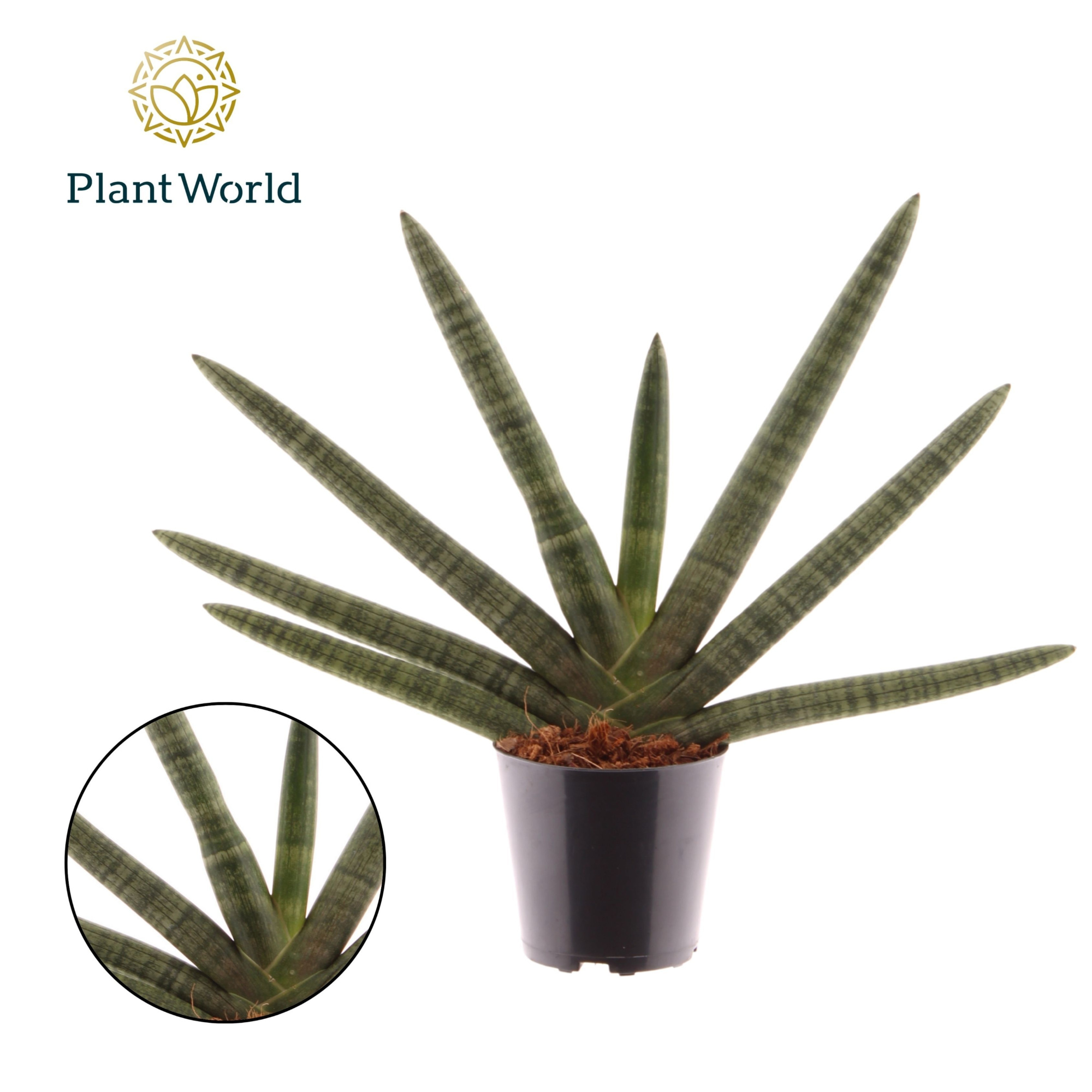 Sansevieria cylindrica 'Skyline', D 12