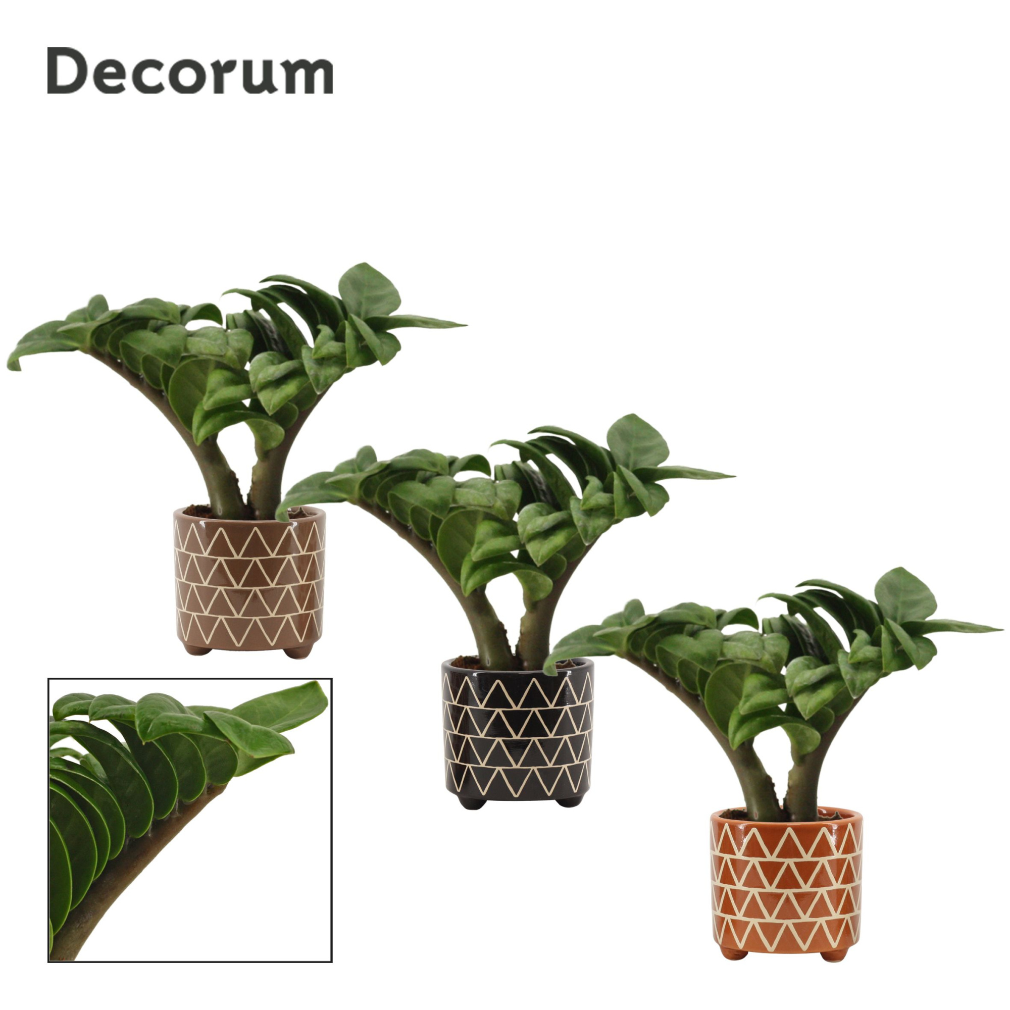 Zamioculcas Zenzi V-leaf 6 cm, 2 veren in Fee (Stone Touch-colle, D 6 cm