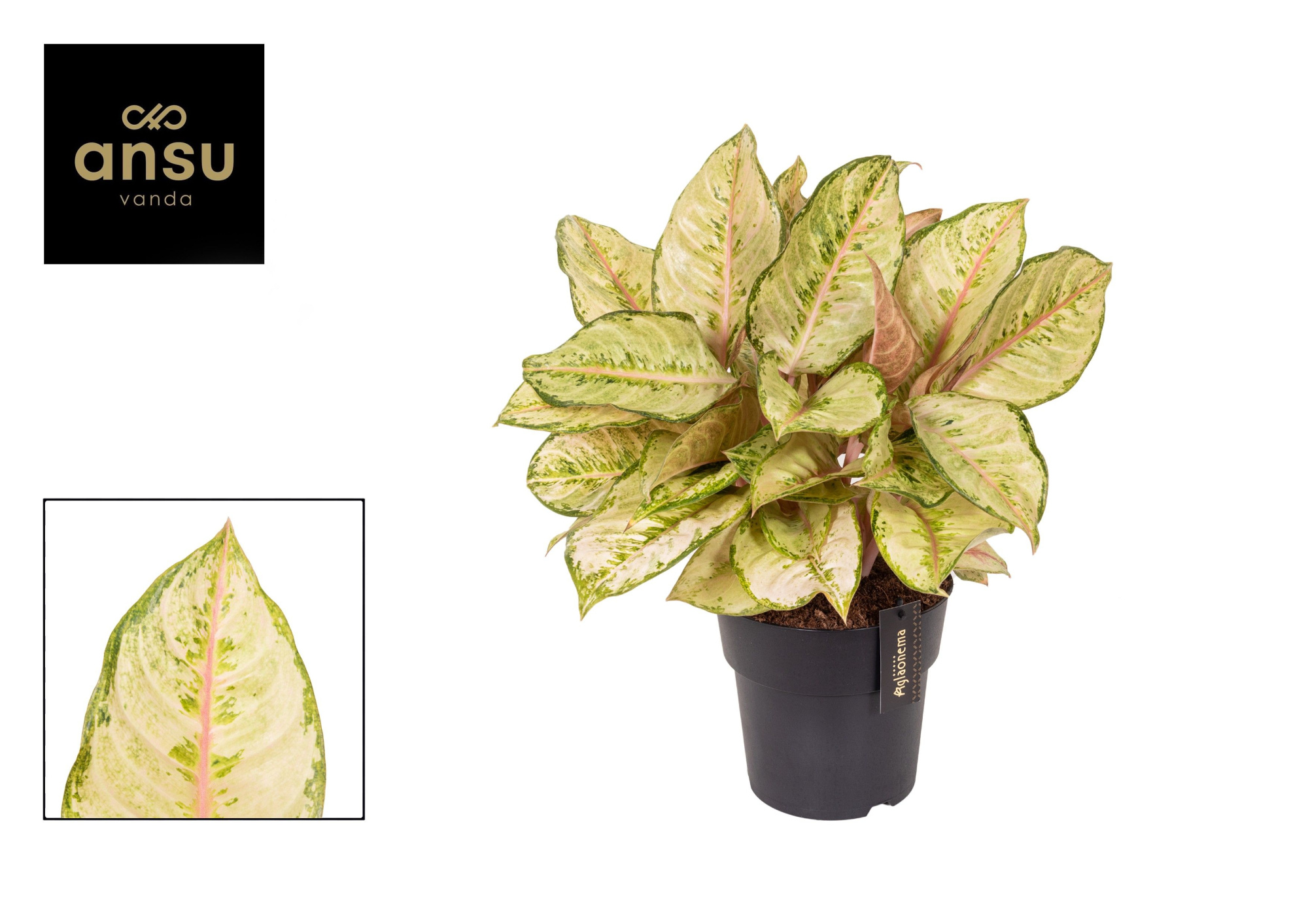 Aglaonema Corn Silk, D 19 cm