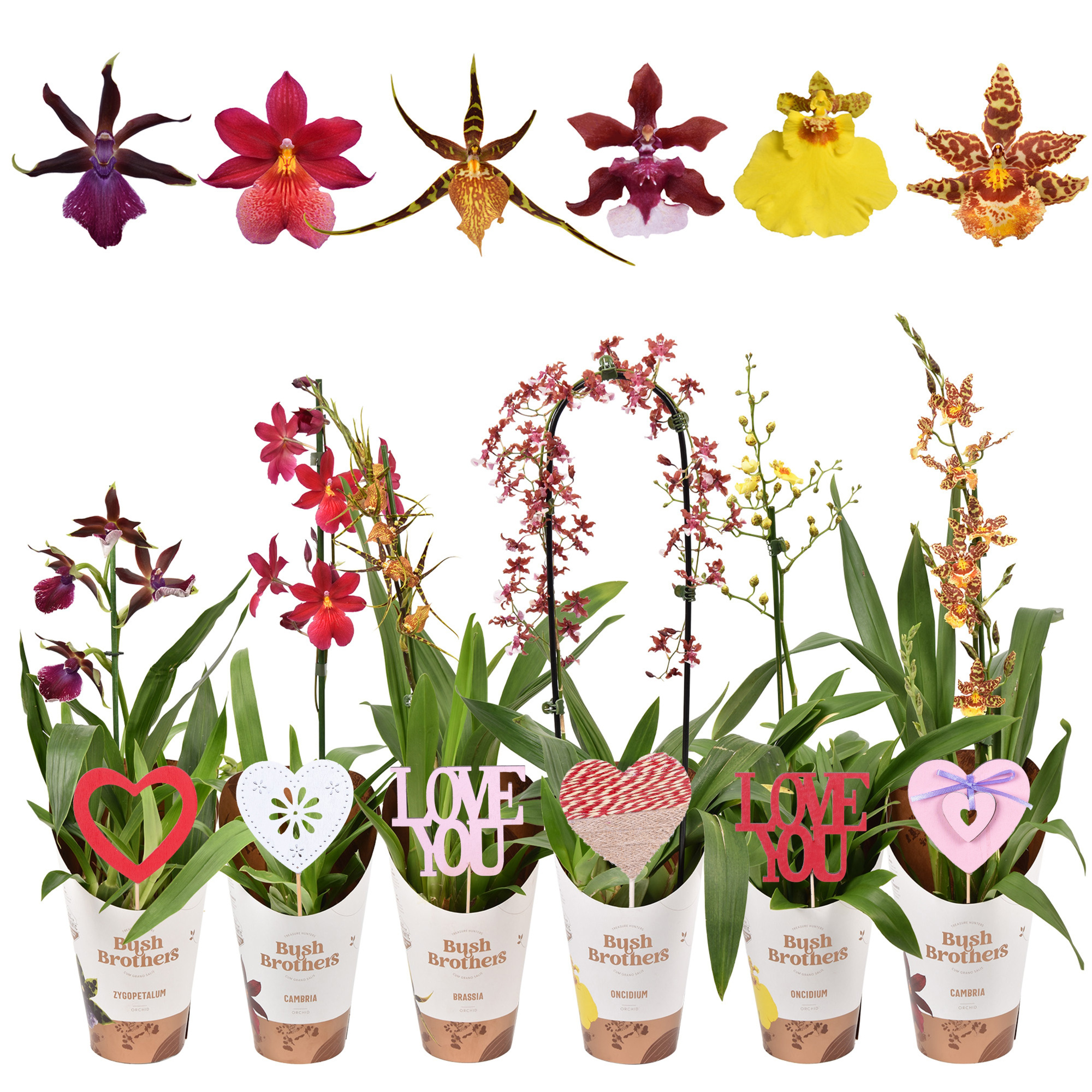Orchideeën mix 1 tak met valentijns steker 12 cm, D 12