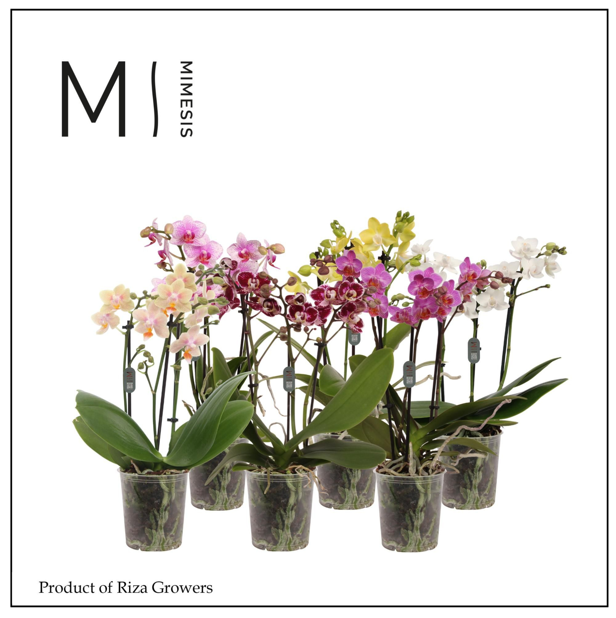 Phalaenopsis Mix 3 spike - 9cm | Mimesis, D 9 cm