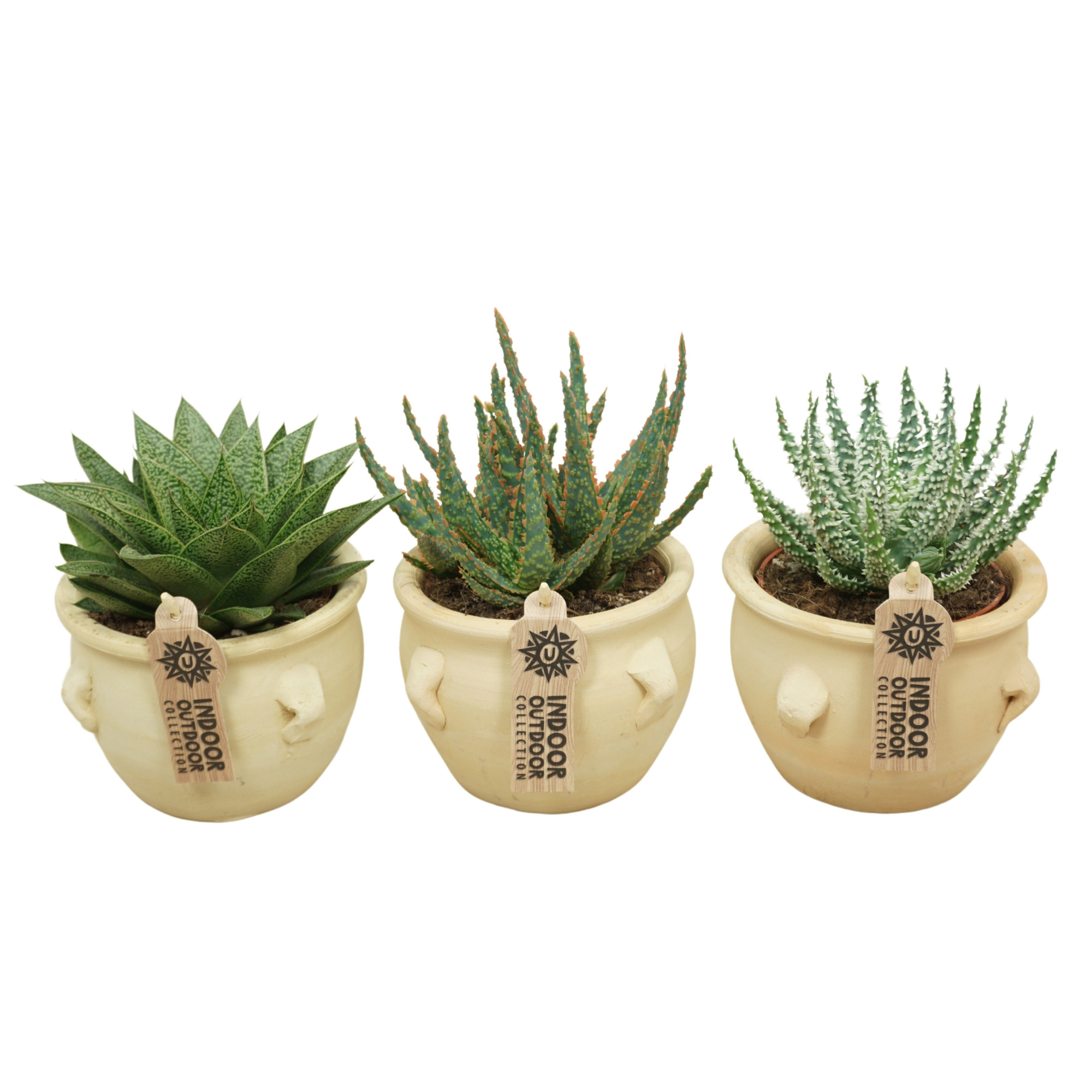 Aloë-Haworthia mix in 14 cm 'Kruik La Vica', D 10,5 cm