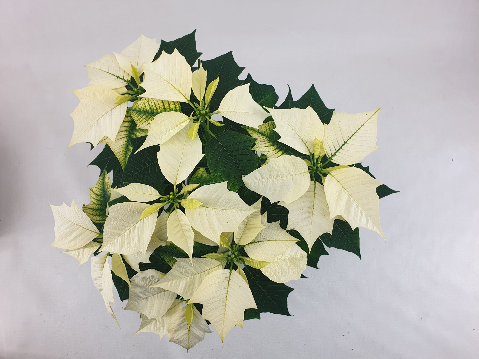 Poin Alaska pot 13 cm (Euphorbia), D 13 cm