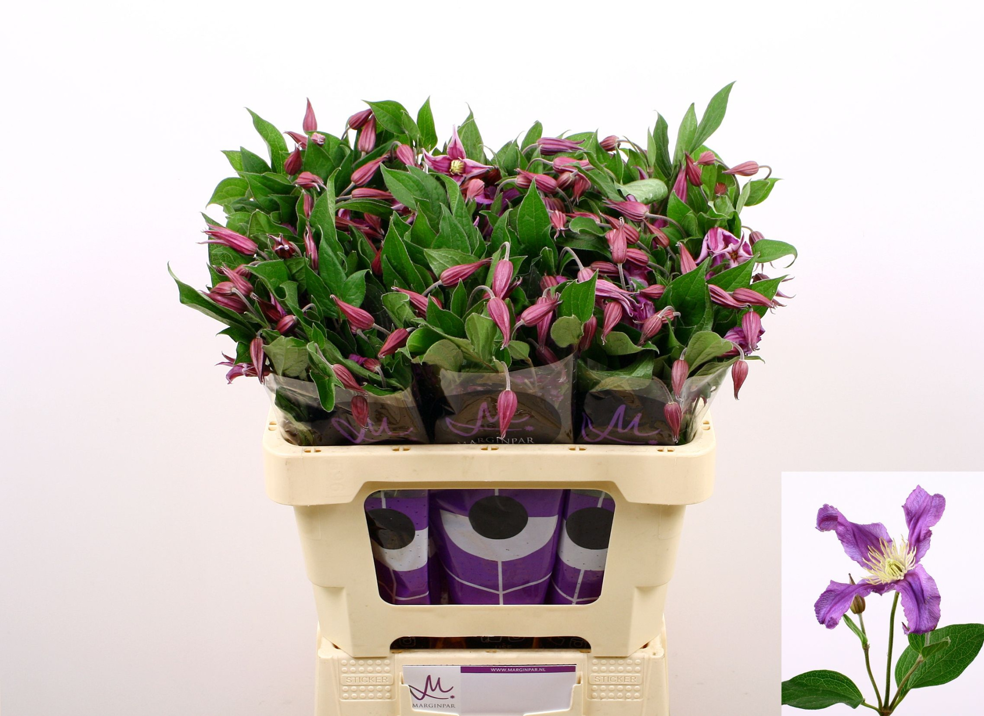 Клематис Эмейзин Рим 60, шт.