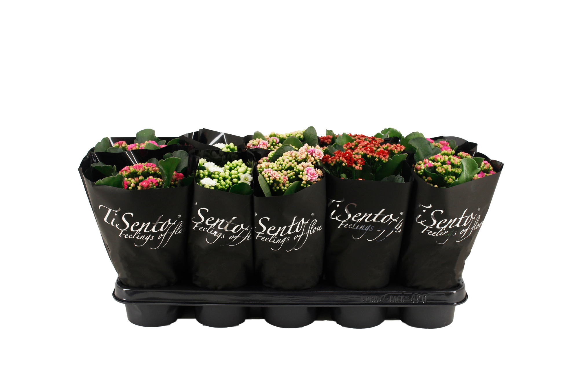 Calandiva 12 cm - Mix in Zwart, D 12 cm