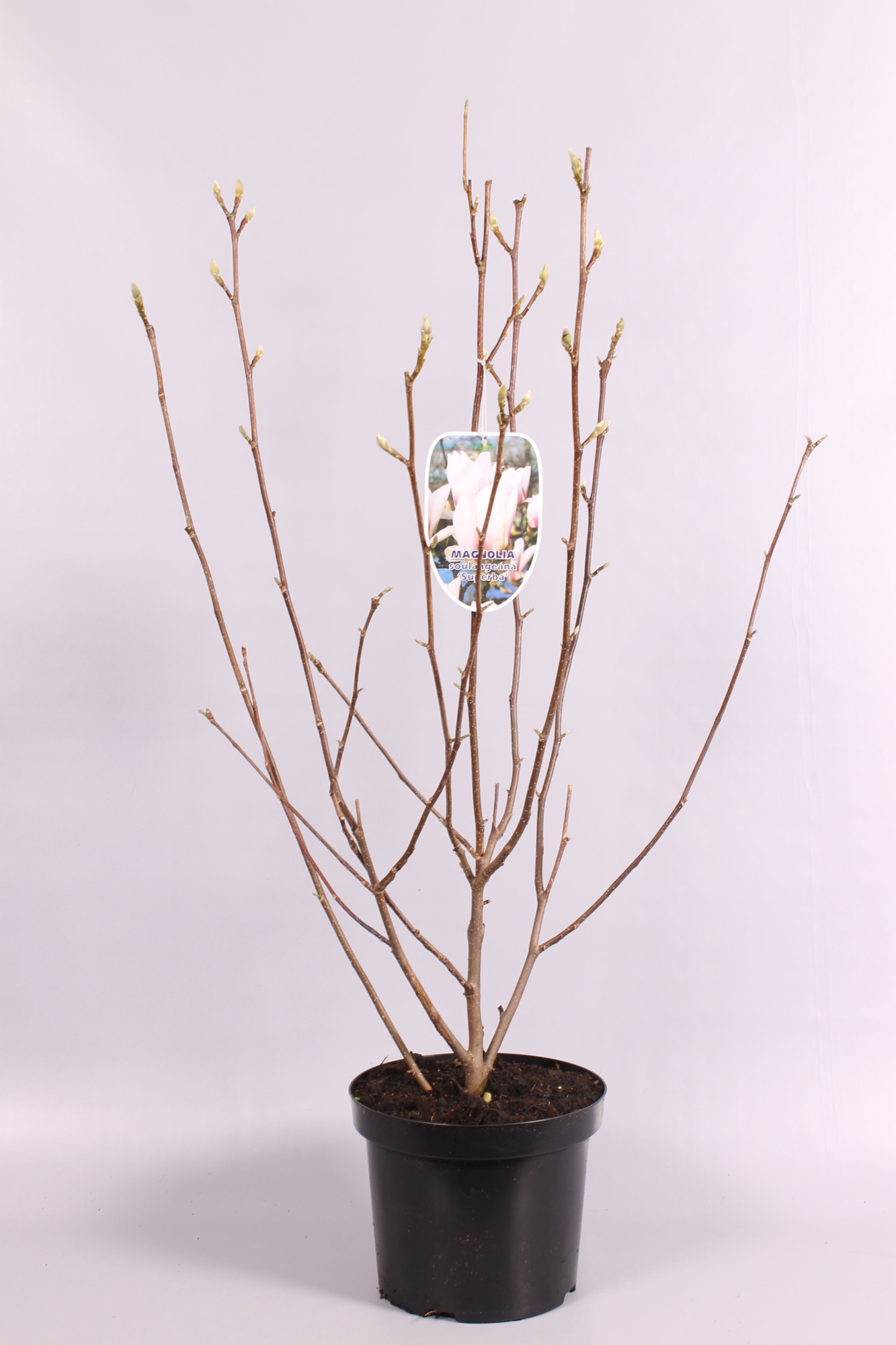 Magnolia soul 'Superba' geknopt, D 26