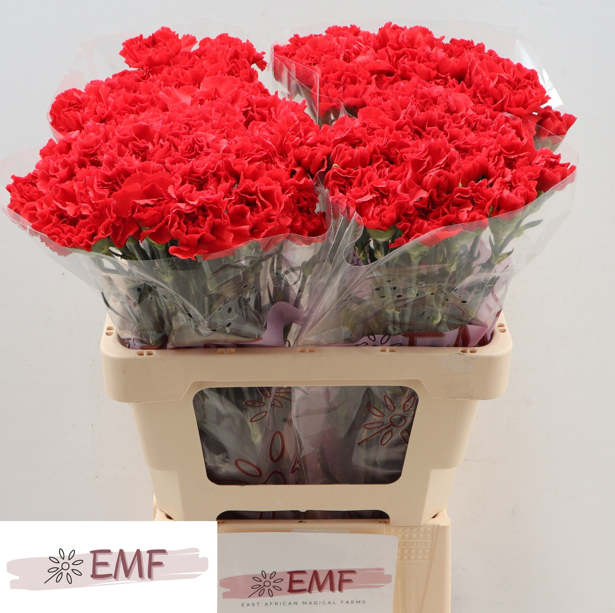 Диантус од. Гранд Слэм, шт.