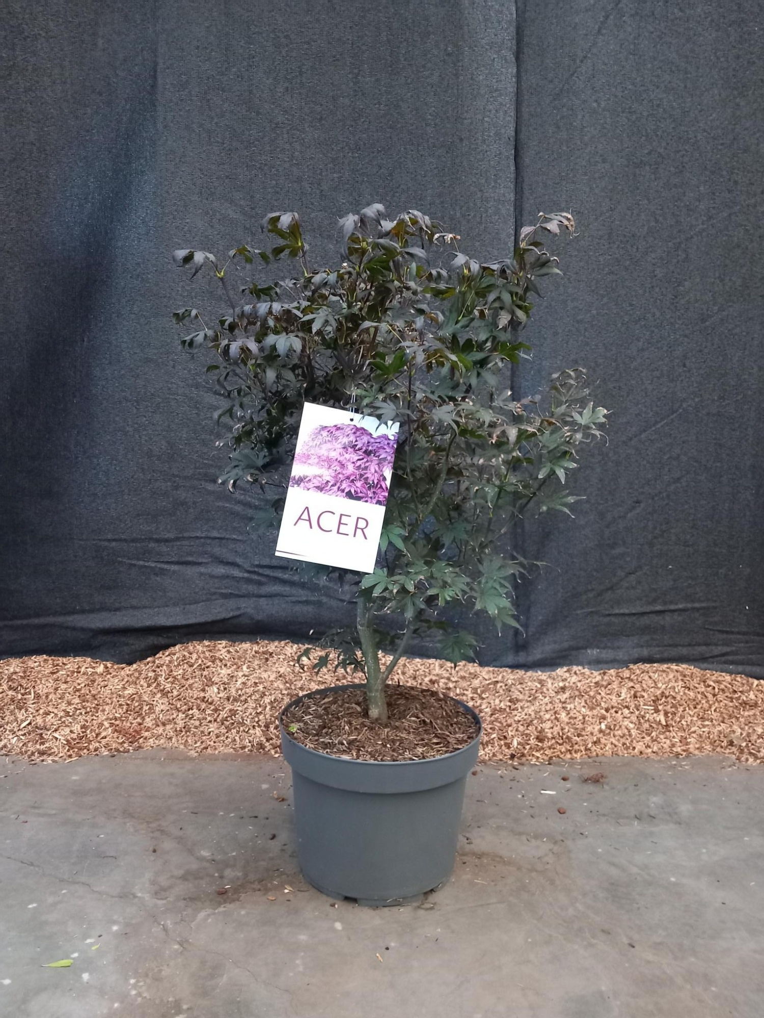 Acer palmatum Bloodgood, D 29 cm