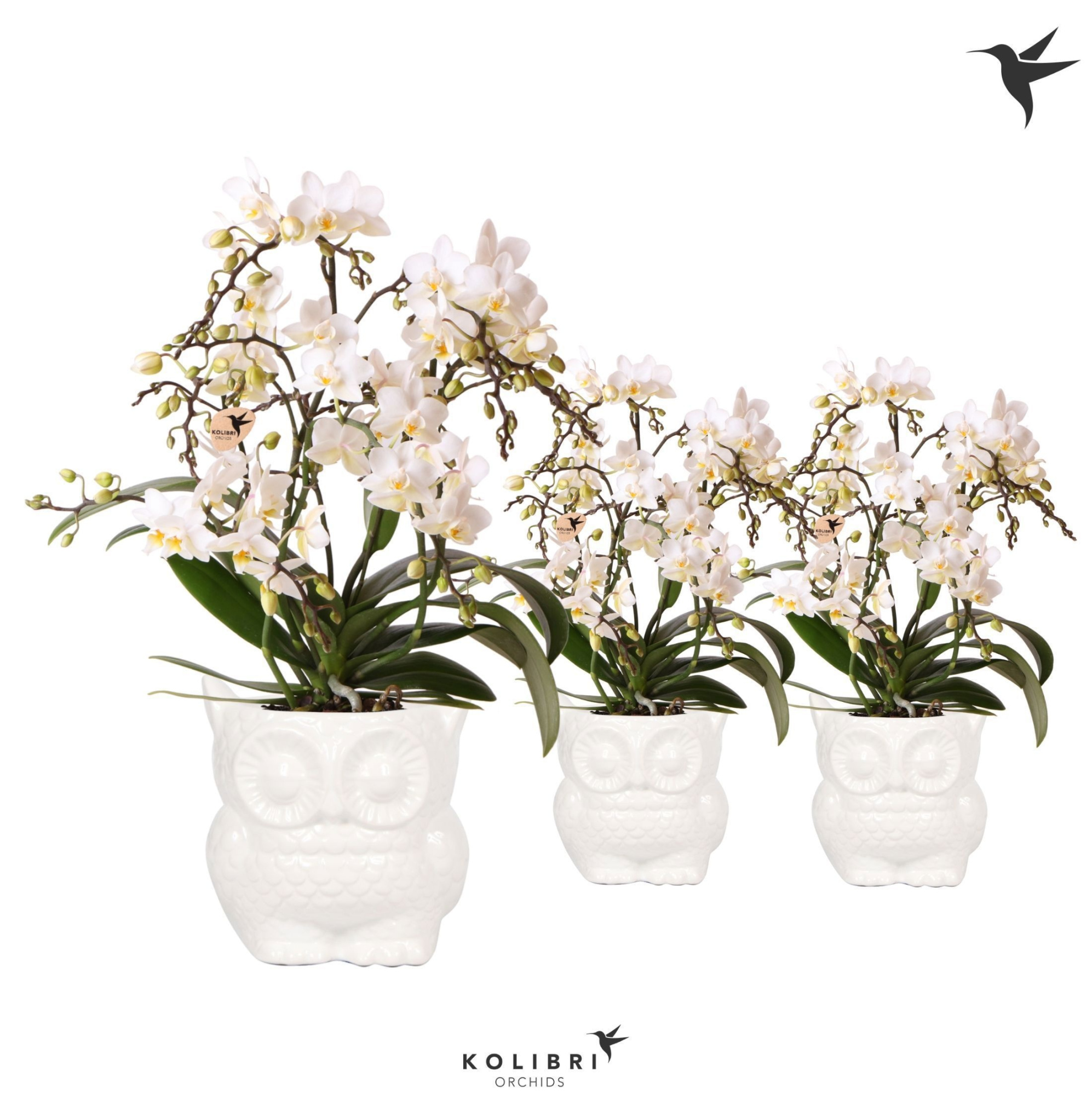 Kolibri Orchids Phalaenopsis Botanic 4 spike in Owl pot white, D 9