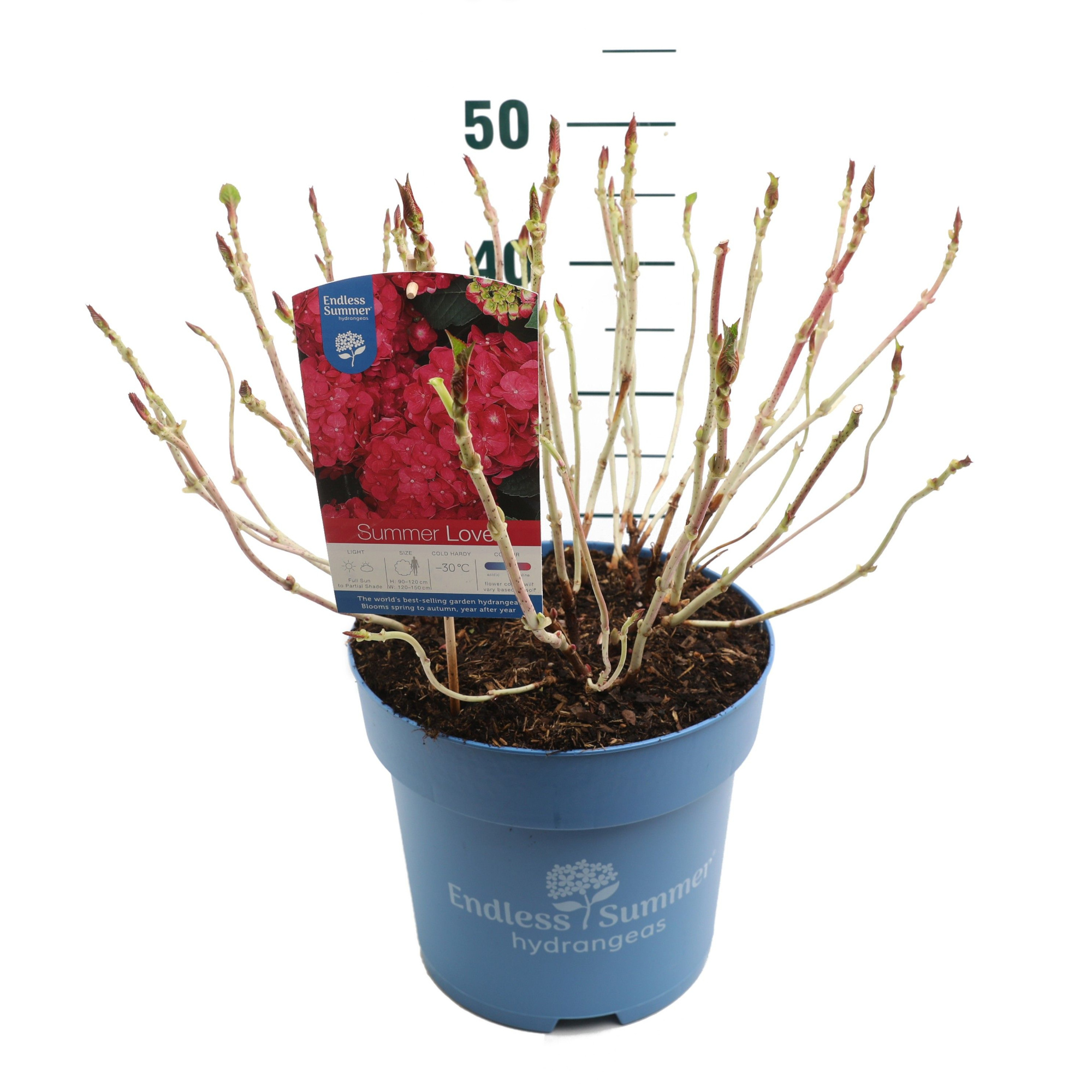 Hydrangea 'Summer Love Red' - P27 - Endless Summer, D 27