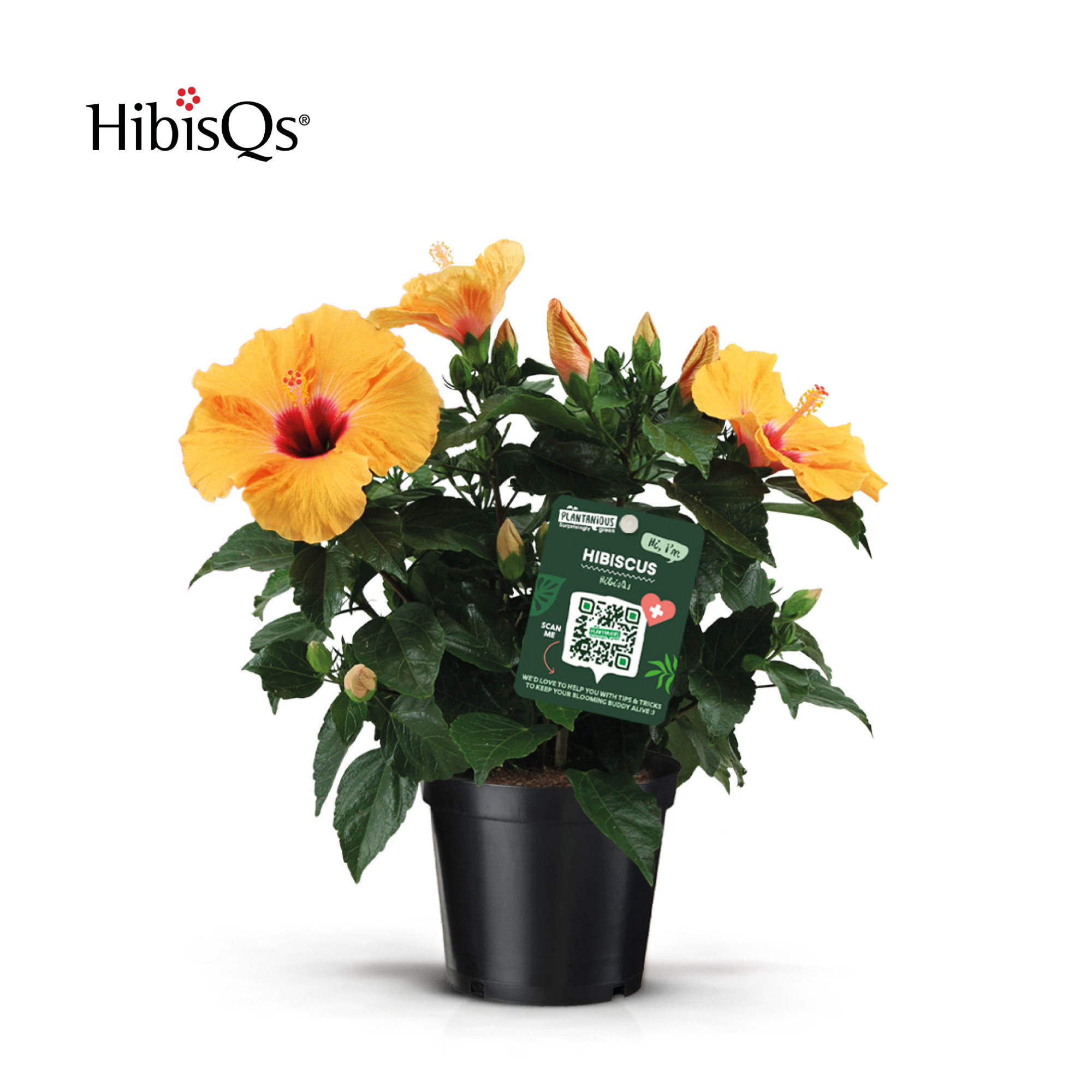 HibisQs Oranje, D 17