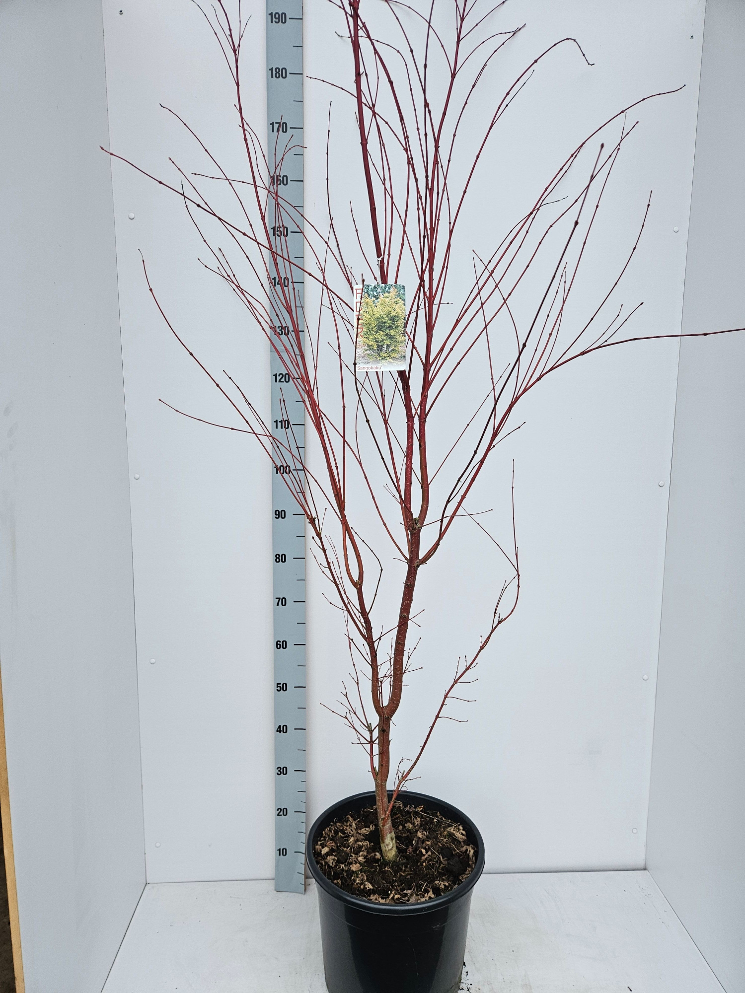 Acer palmatum 'Sangokaku', D 36