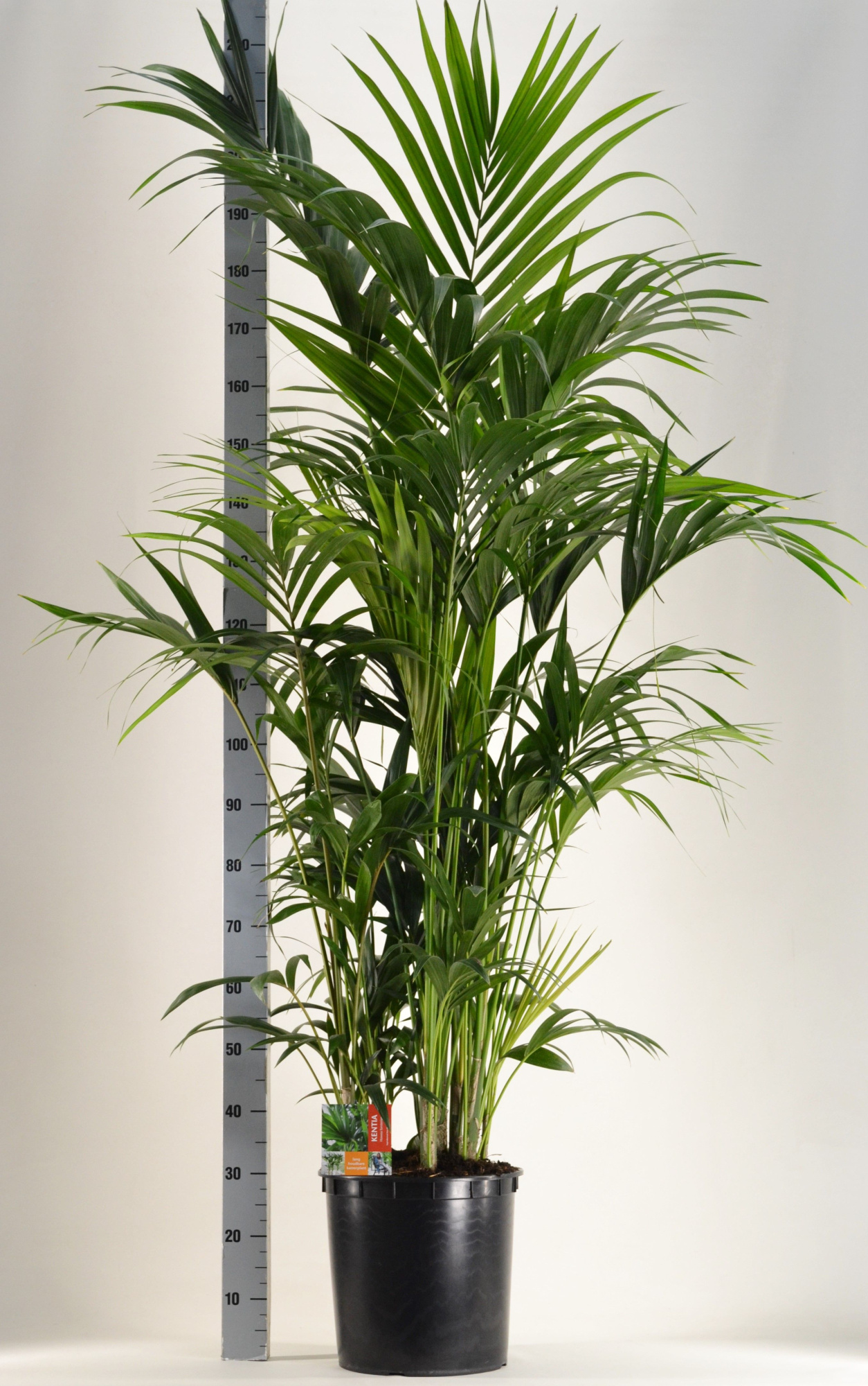 KENTIA - P34 H200 - 15PP (Howea forsteriana), D 34 cm