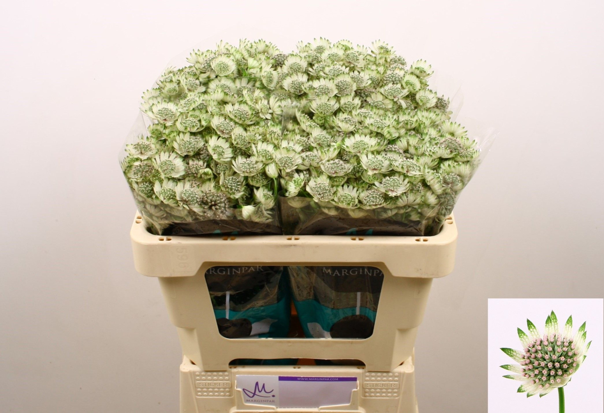 Астранция Биллион Старс XL 50 (бел.), шт.