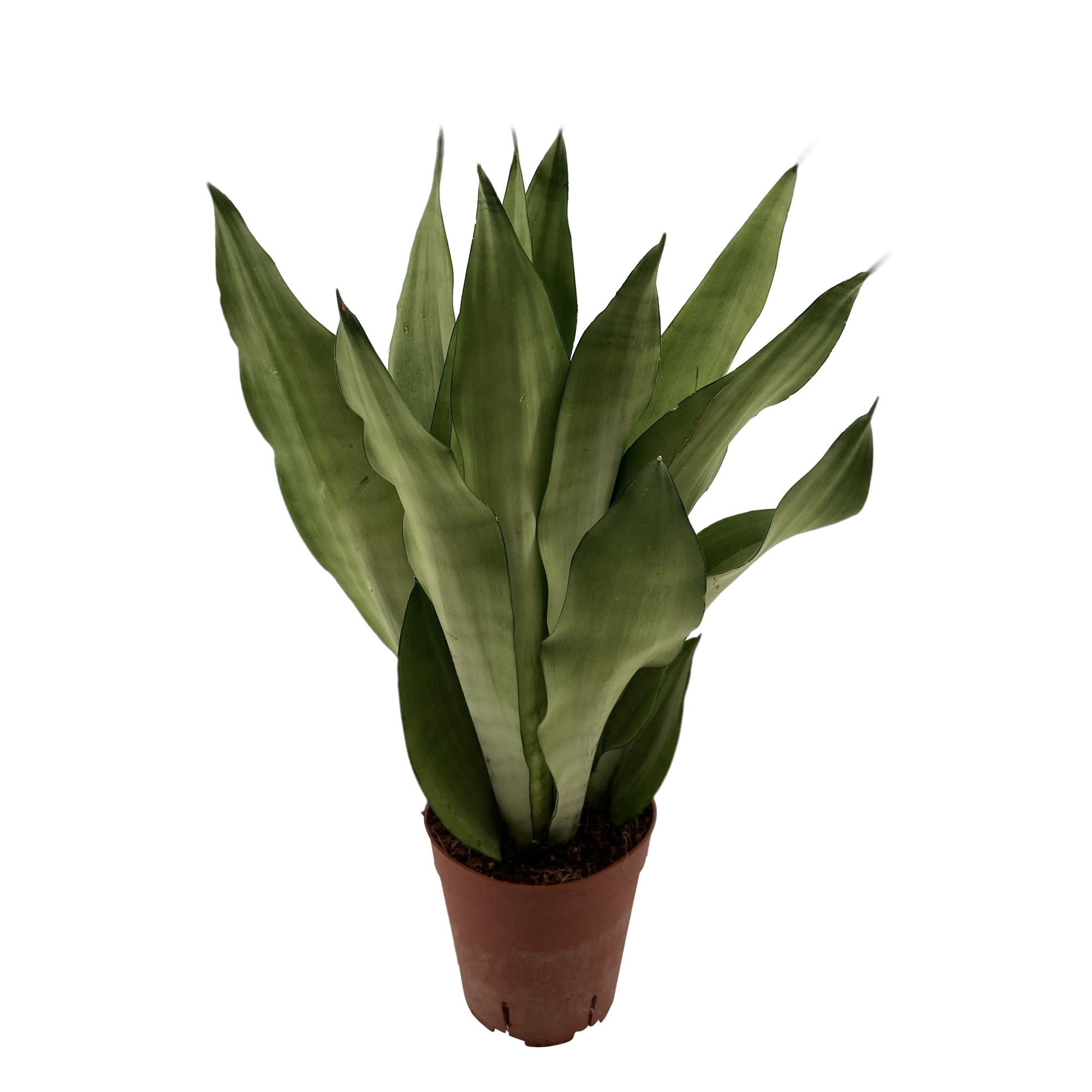 Sansevieria Moonshine 3PP, D 14 cm