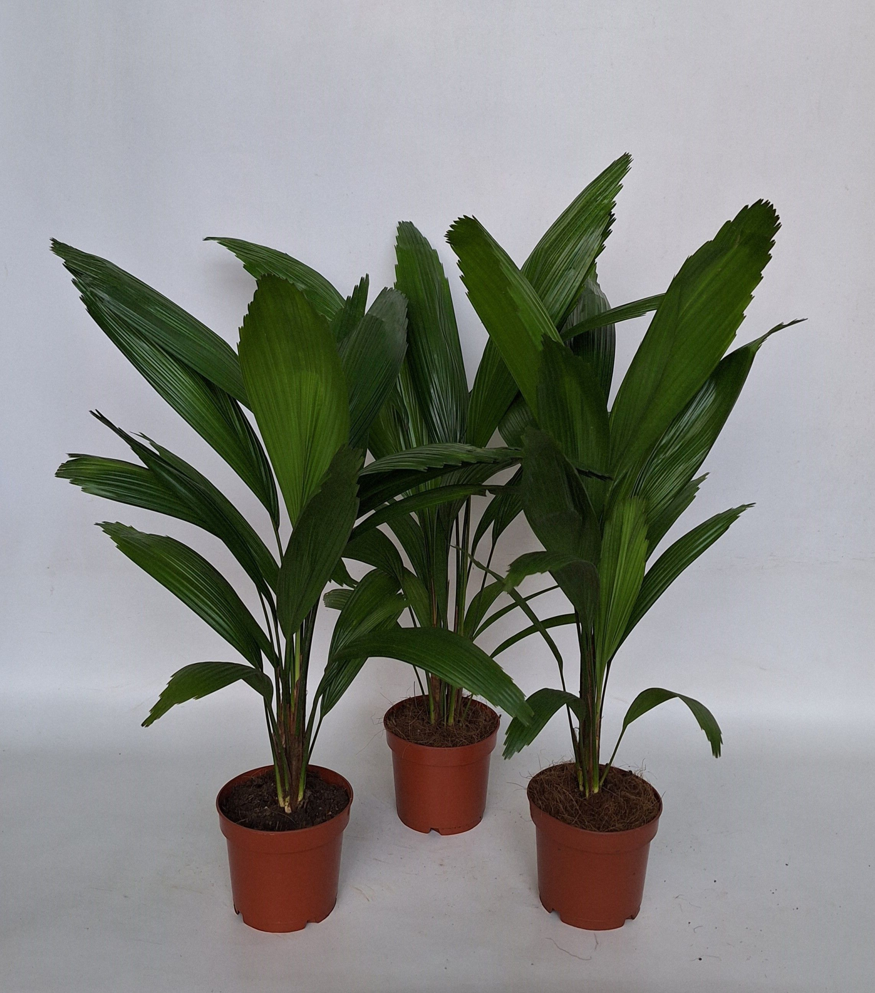 Licuala Grandis, D 12 cm